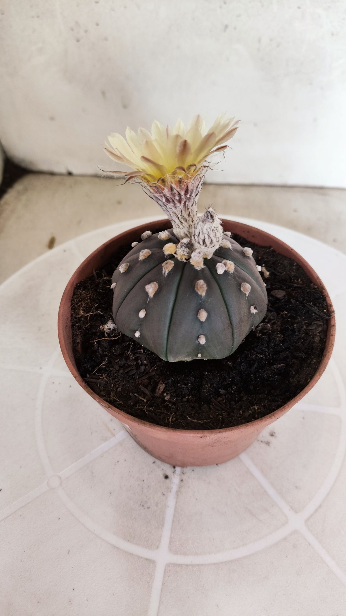 ASTROPHYTUM ASTERIAS  "Purple" STAR SHAPE "Akabana" Nº 1052 – vaso 11