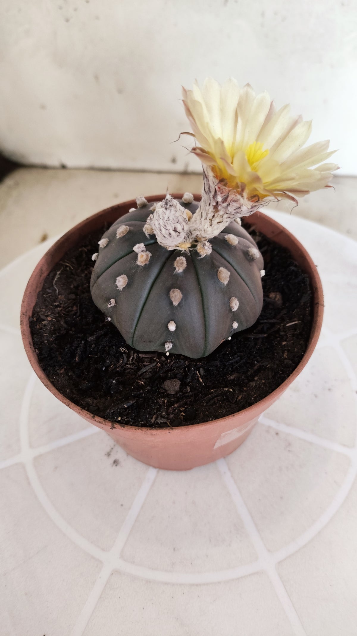 ASTROPHYTUM ASTERIAS  "Purple" STAR SHAPE "Akabana" Nº 1052 – vaso 11