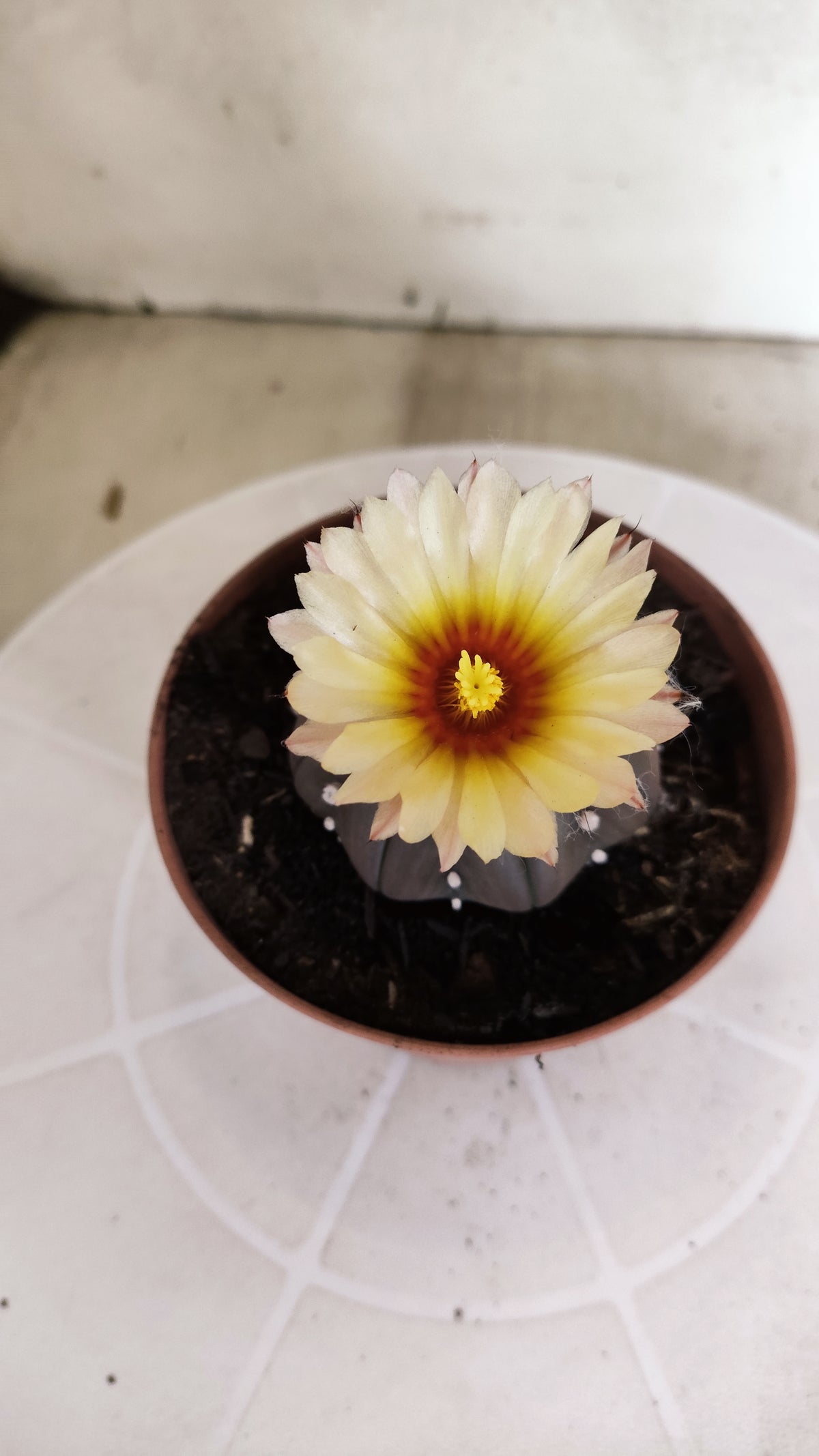 ASTROPHYTUM ASTERIAS  "Purple" STAR SHAPE "Akabana" Nº 1052 – vaso 11