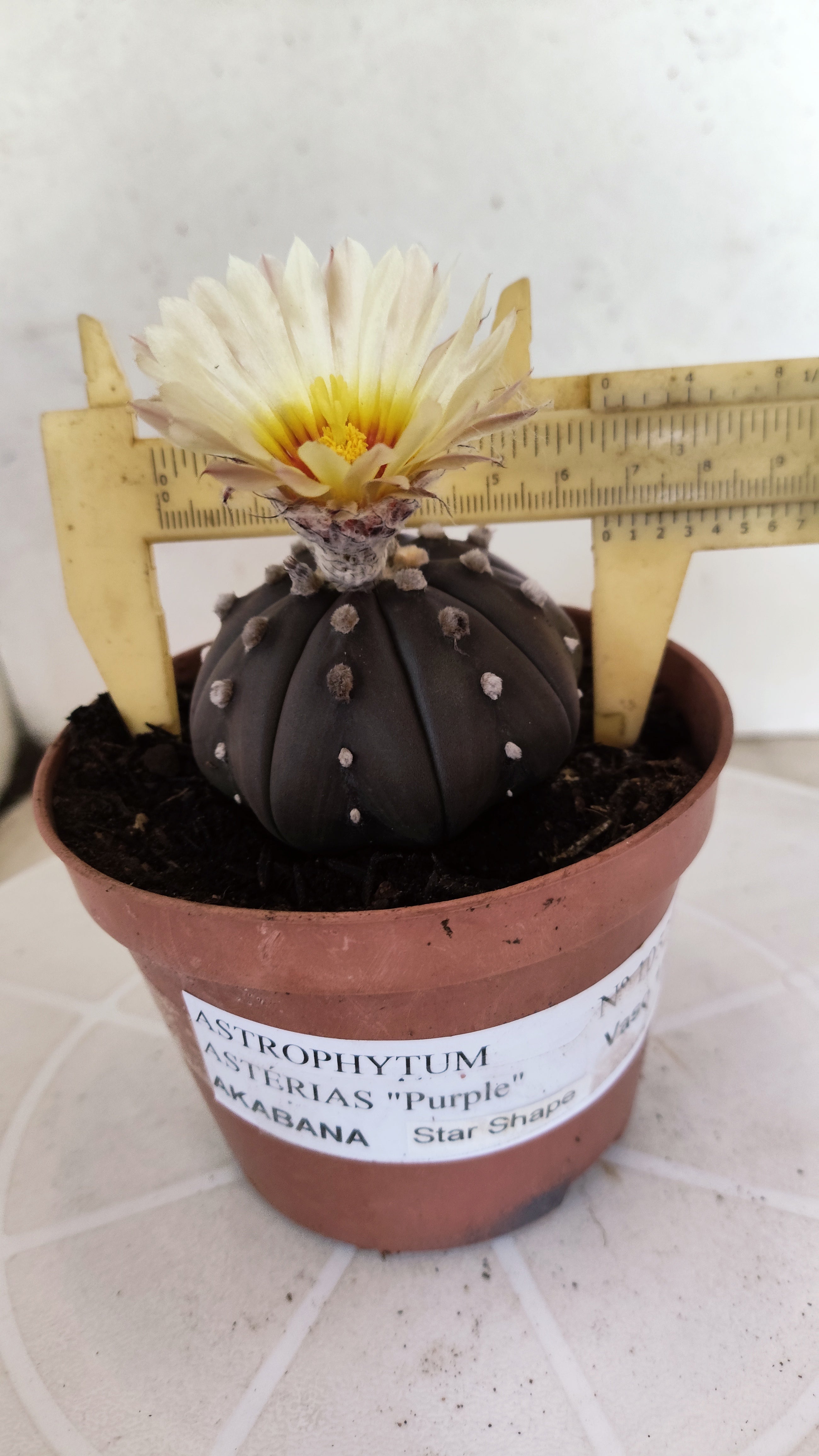 ASTROPHYTUM ASTERIAS  "Purple" STAR SHAPE "Akabana" Nº 1052 – vaso 11