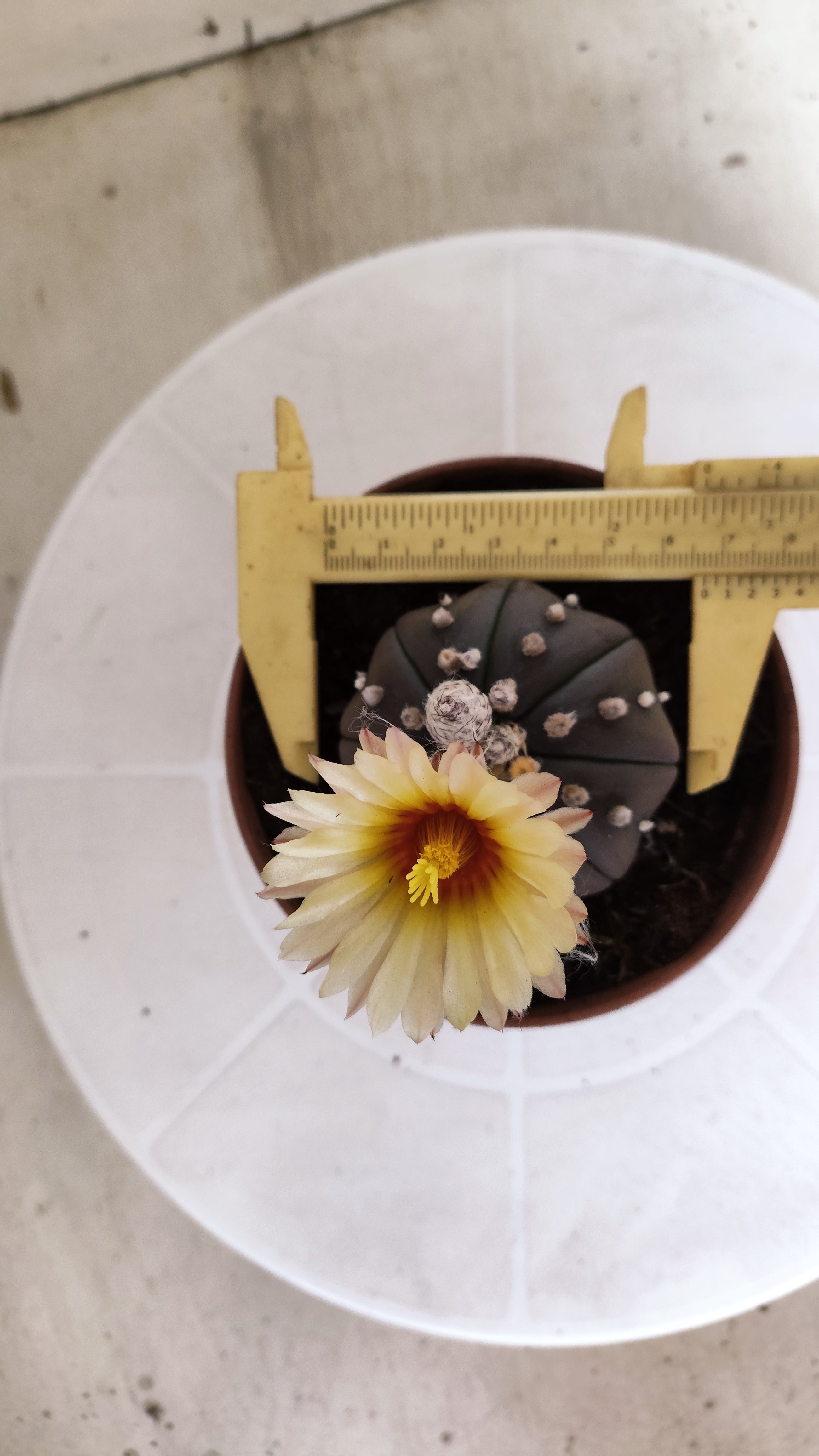 ASTROPHYTUM ASTERIAS  "Purple" STAR SHAPE "Akabana" Nº 1052 – vaso 11