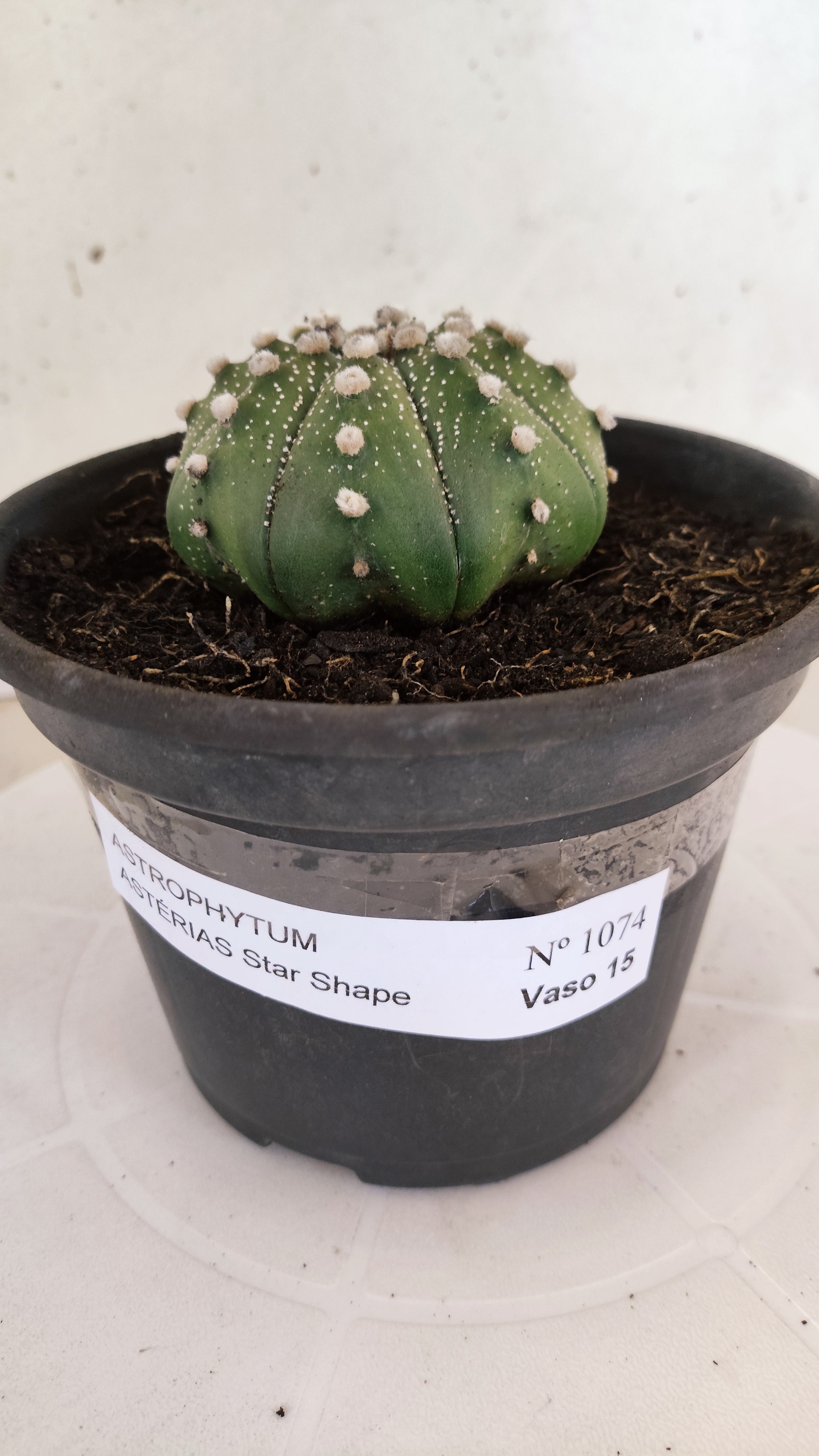 ASTROPHYTUM ASTERIAS "Star Shape"   Nº 1074 – vaso 15