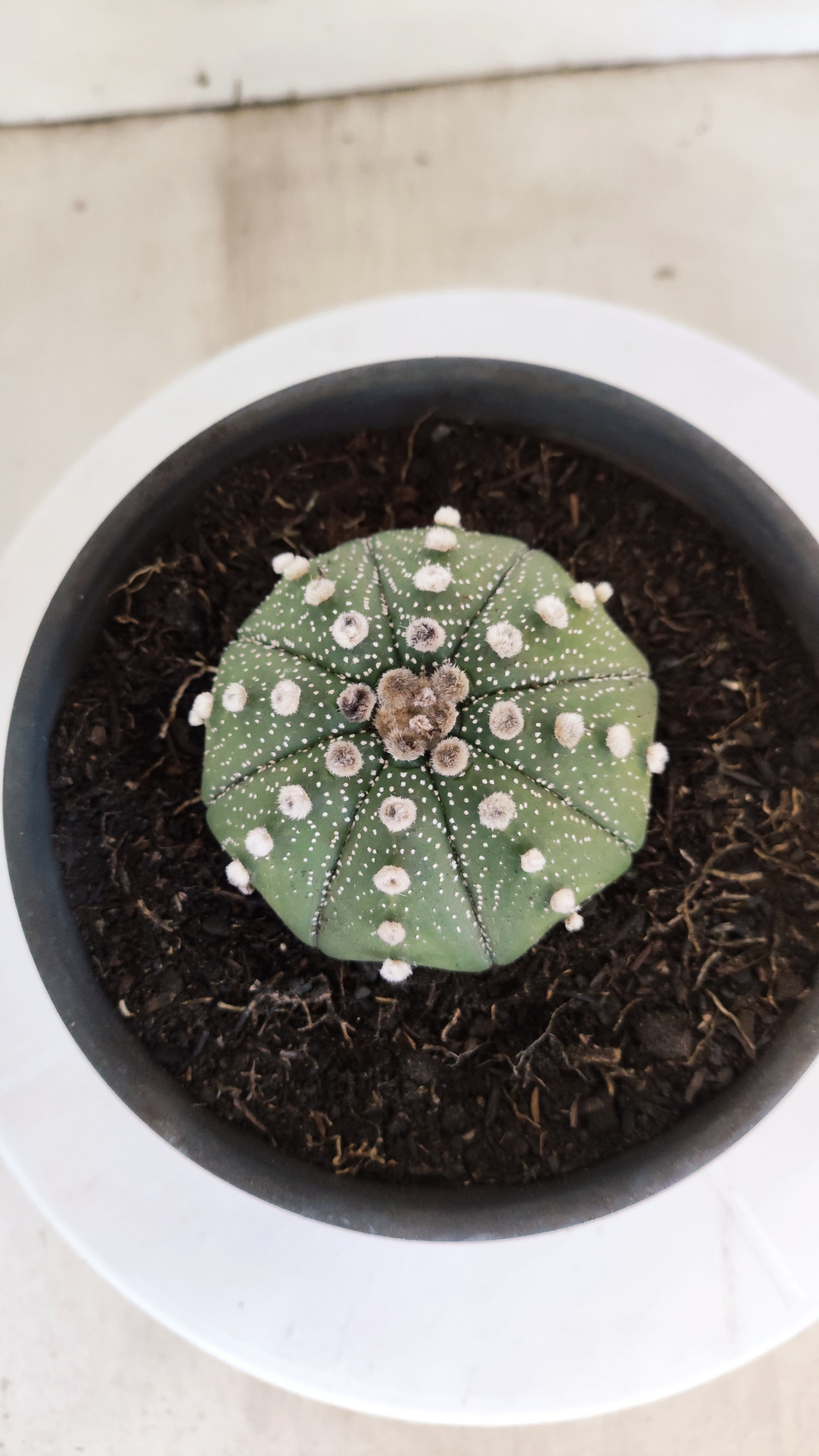 ASTROPHYTUM ASTERIAS "Star Shape"   Nº 1074 – vaso 15
