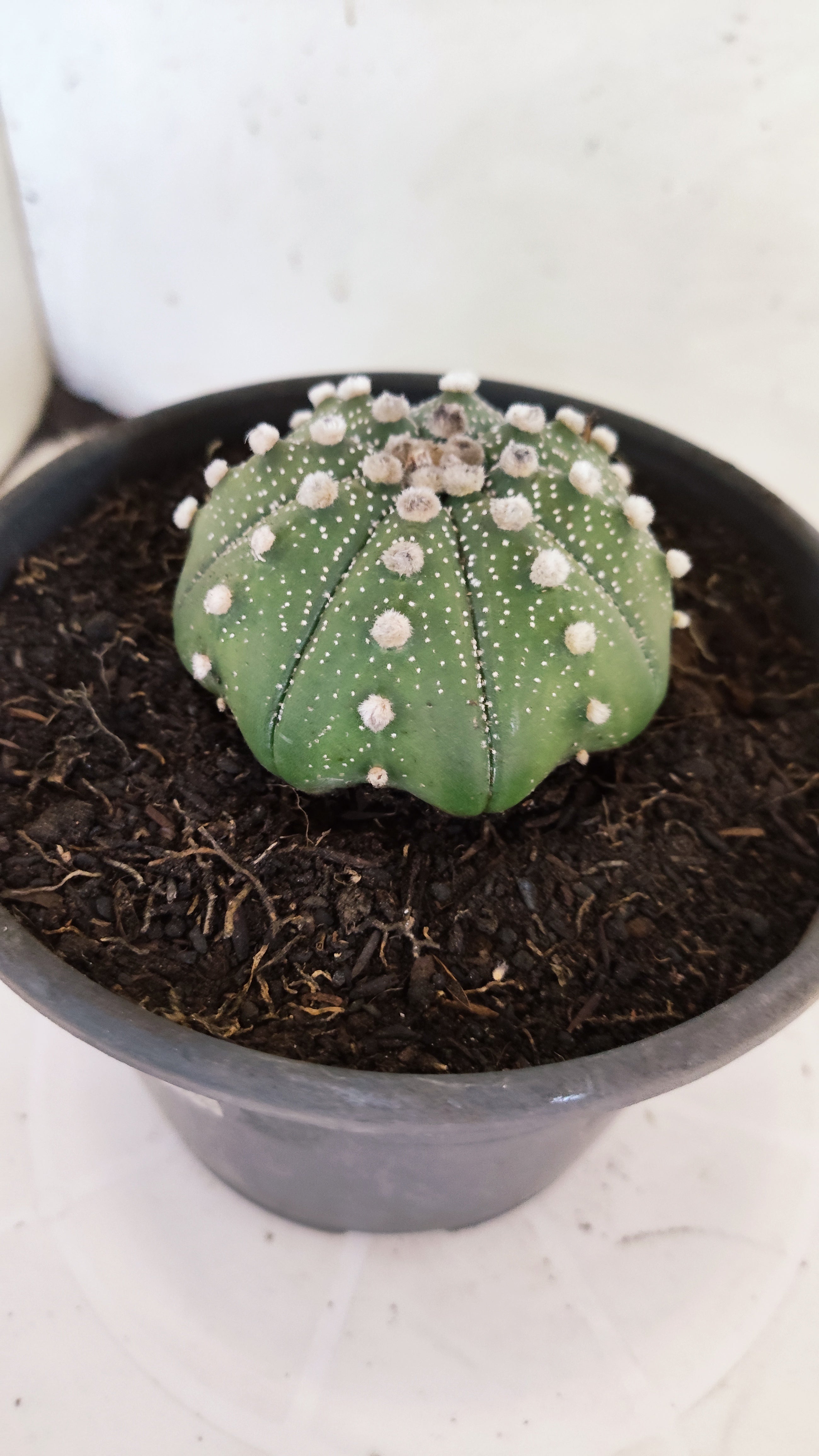 ASTROPHYTUM ASTERIAS "Star Shape"   Nº 1074 – vaso 15