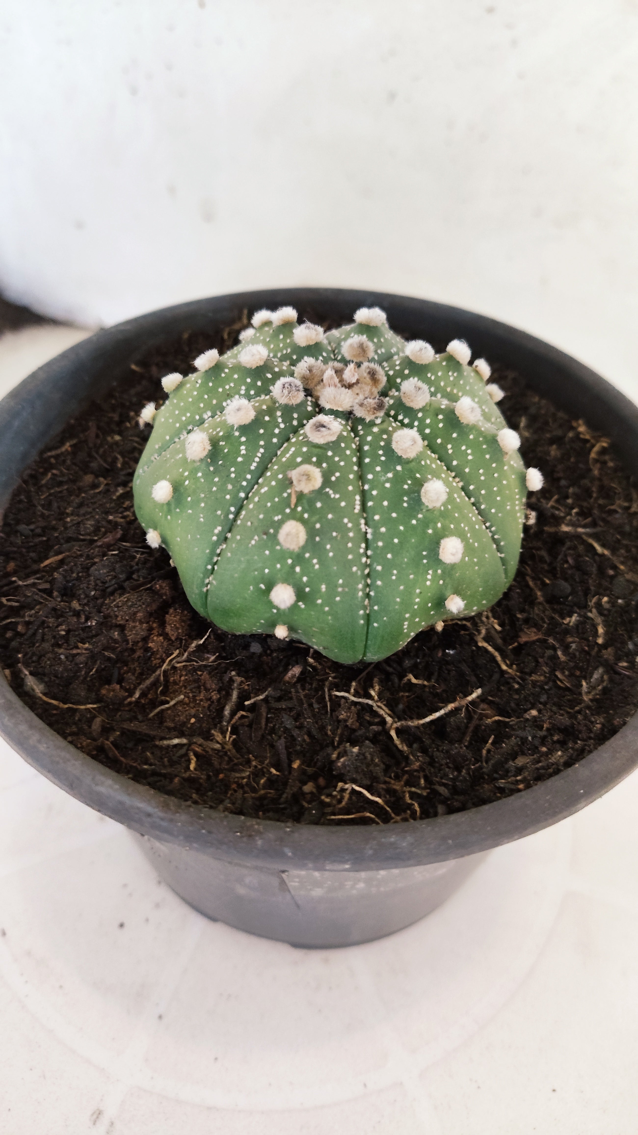 ASTROPHYTUM ASTERIAS "Star Shape"   Nº 1074 – vaso 15