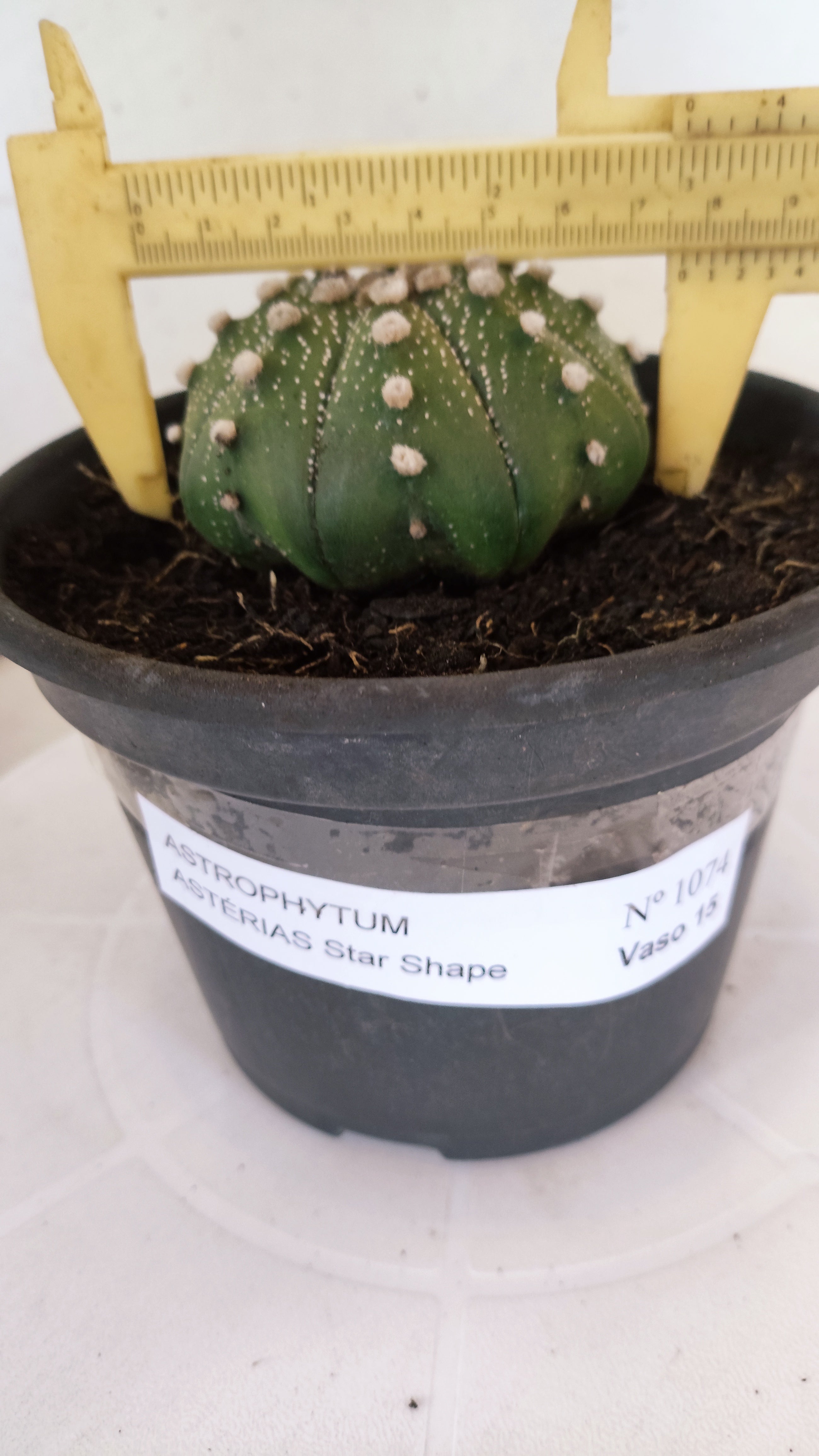 ASTROPHYTUM ASTERIAS "Star Shape"   Nº 1074 – vaso 15