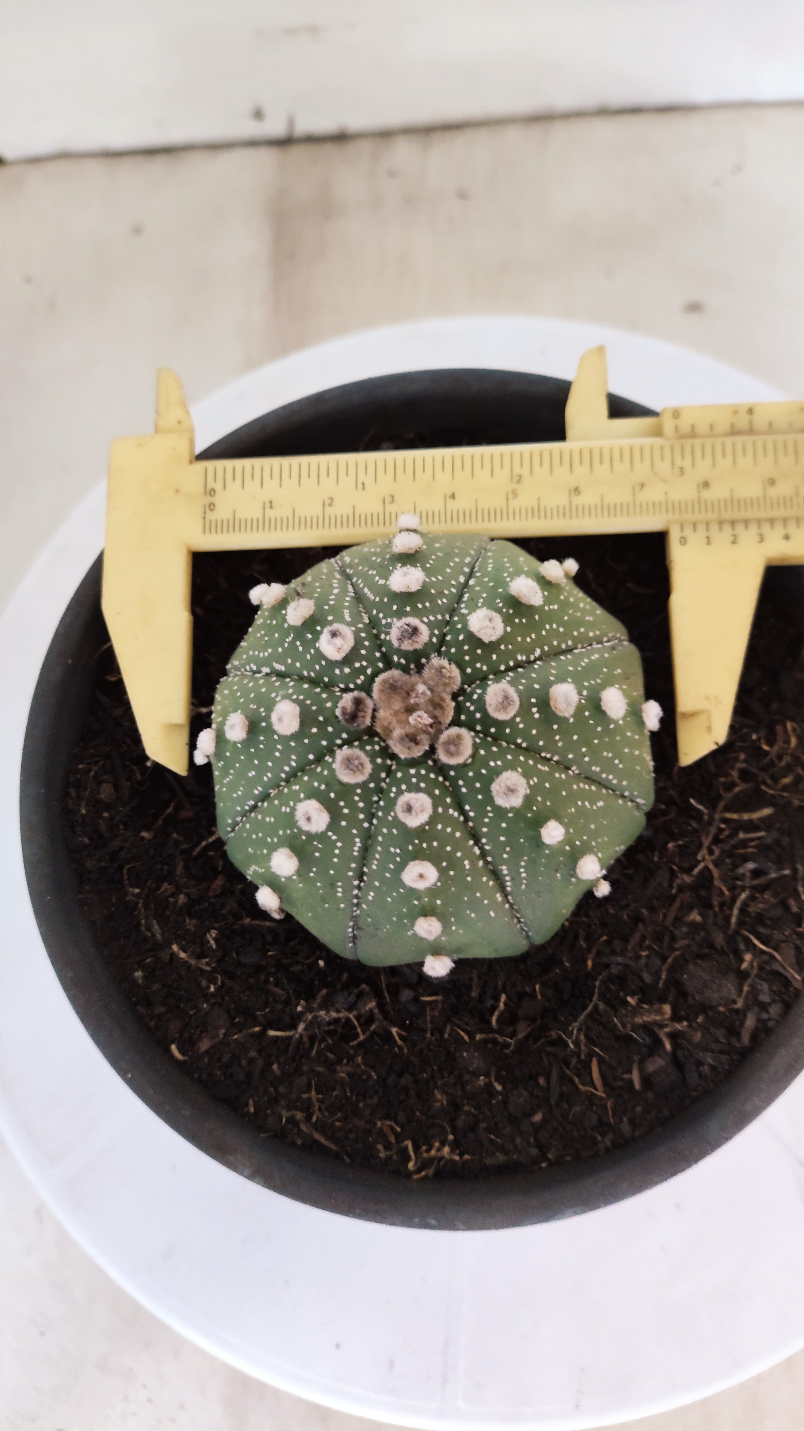 ASTROPHYTUM ASTERIAS "Star Shape"   Nº 1074 – vaso 15