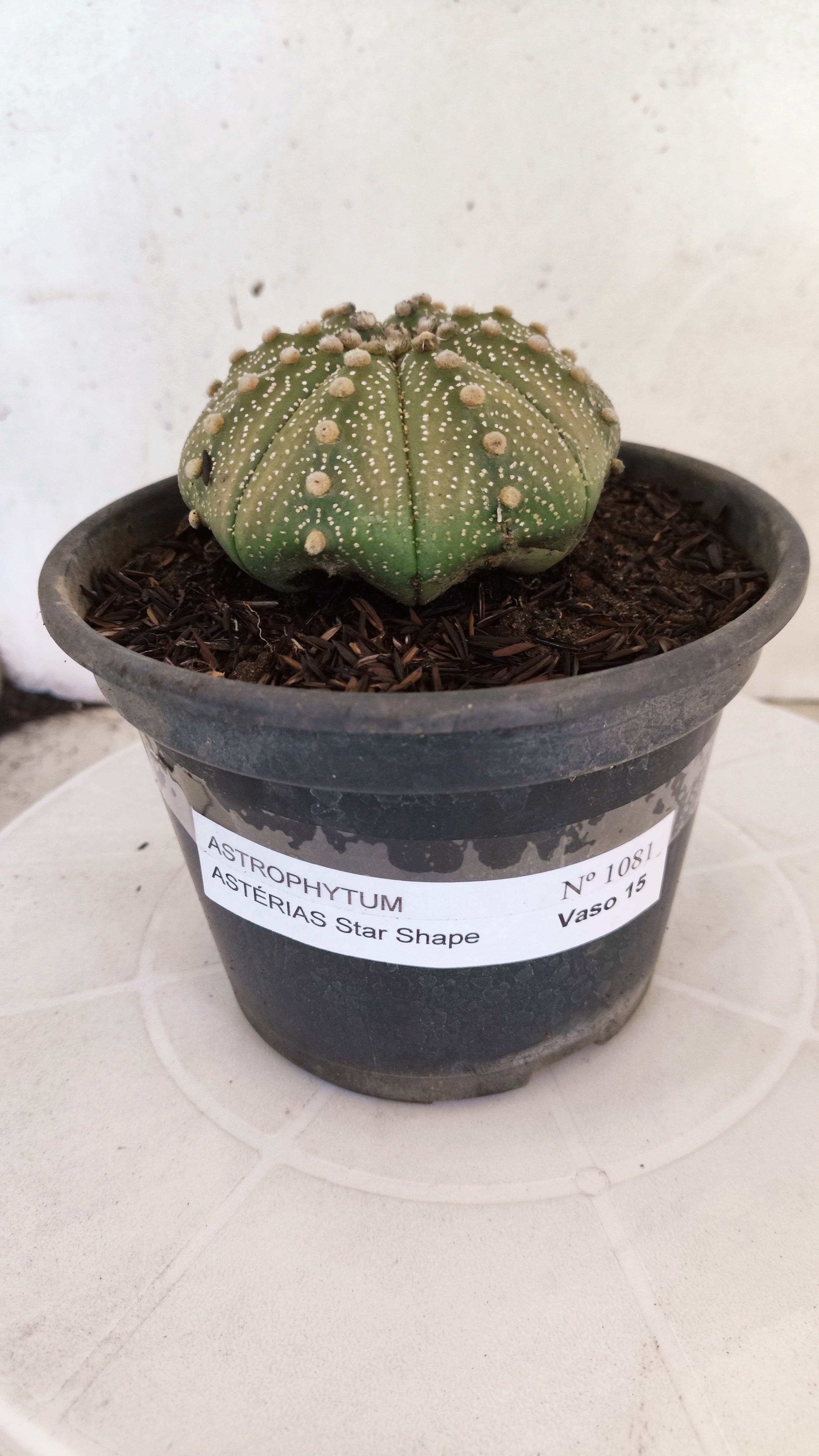 ASTROPHYTUM ASTERIAS "STAR SHAPE"   Nº 1081 – vaso 15
