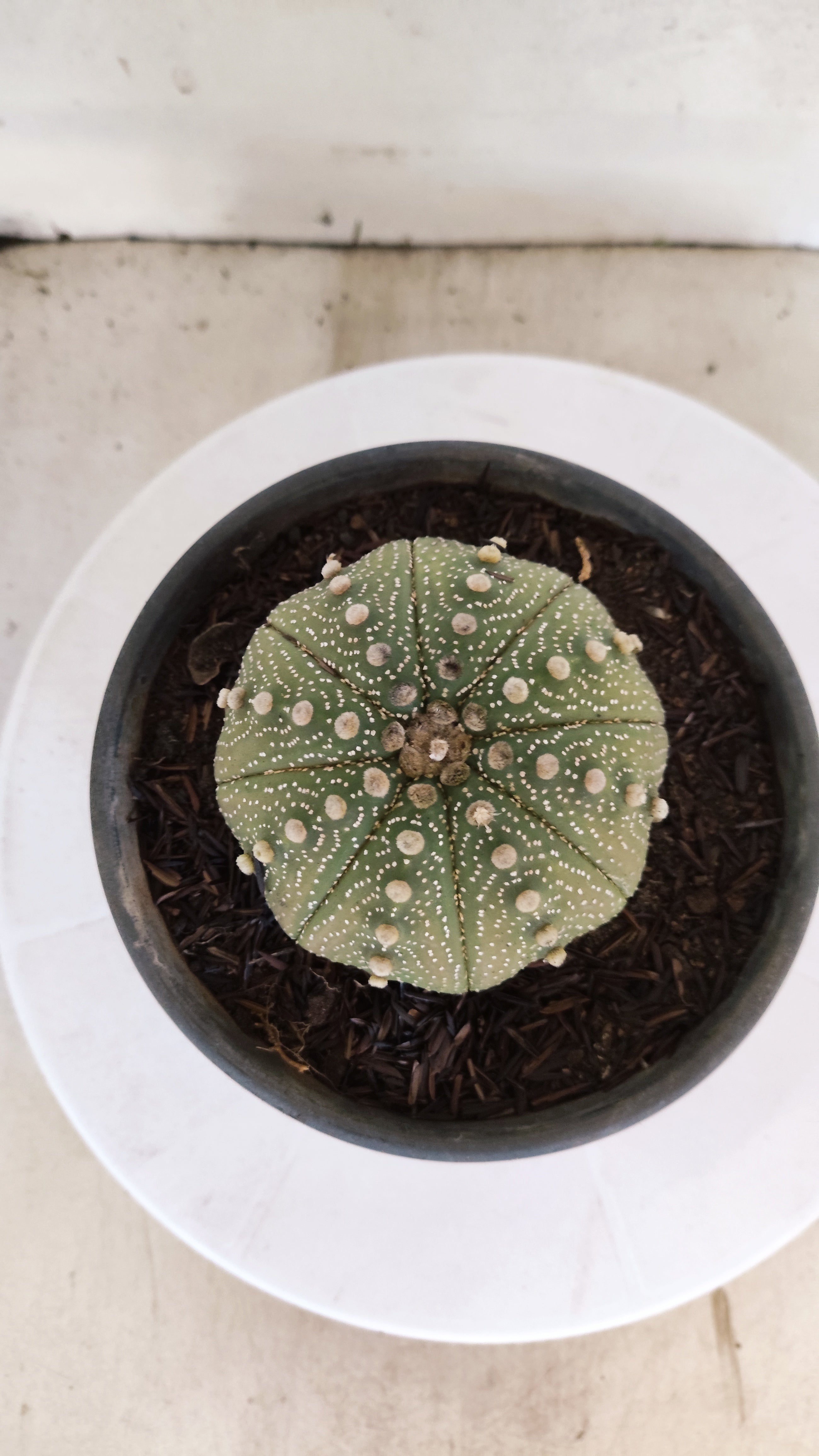 ASTROPHYTUM ASTERIAS "STAR SHAPE"   Nº 1081 – vaso 15