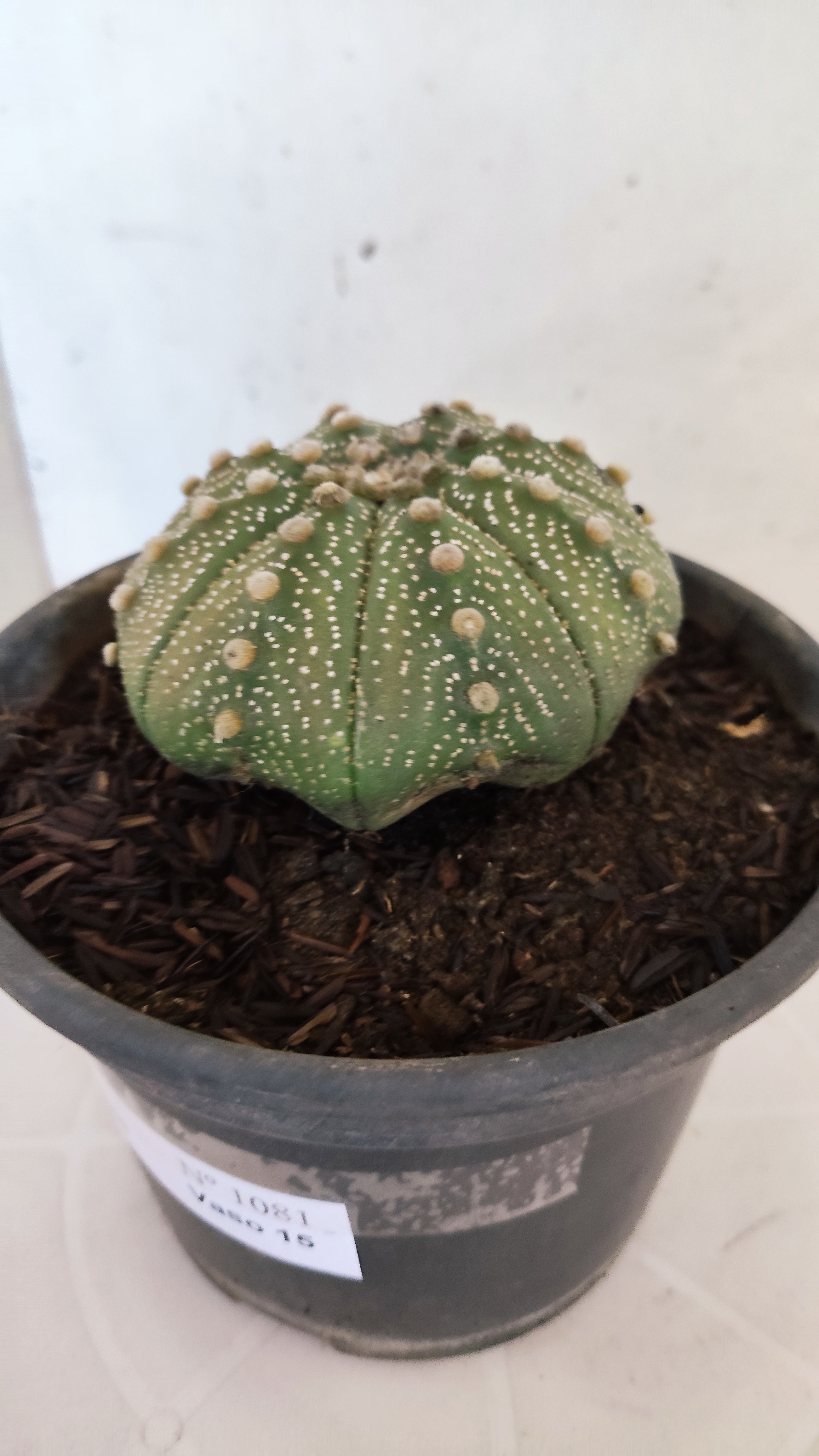 ASTROPHYTUM ASTERIAS "STAR SHAPE"   Nº 1081 – vaso 15