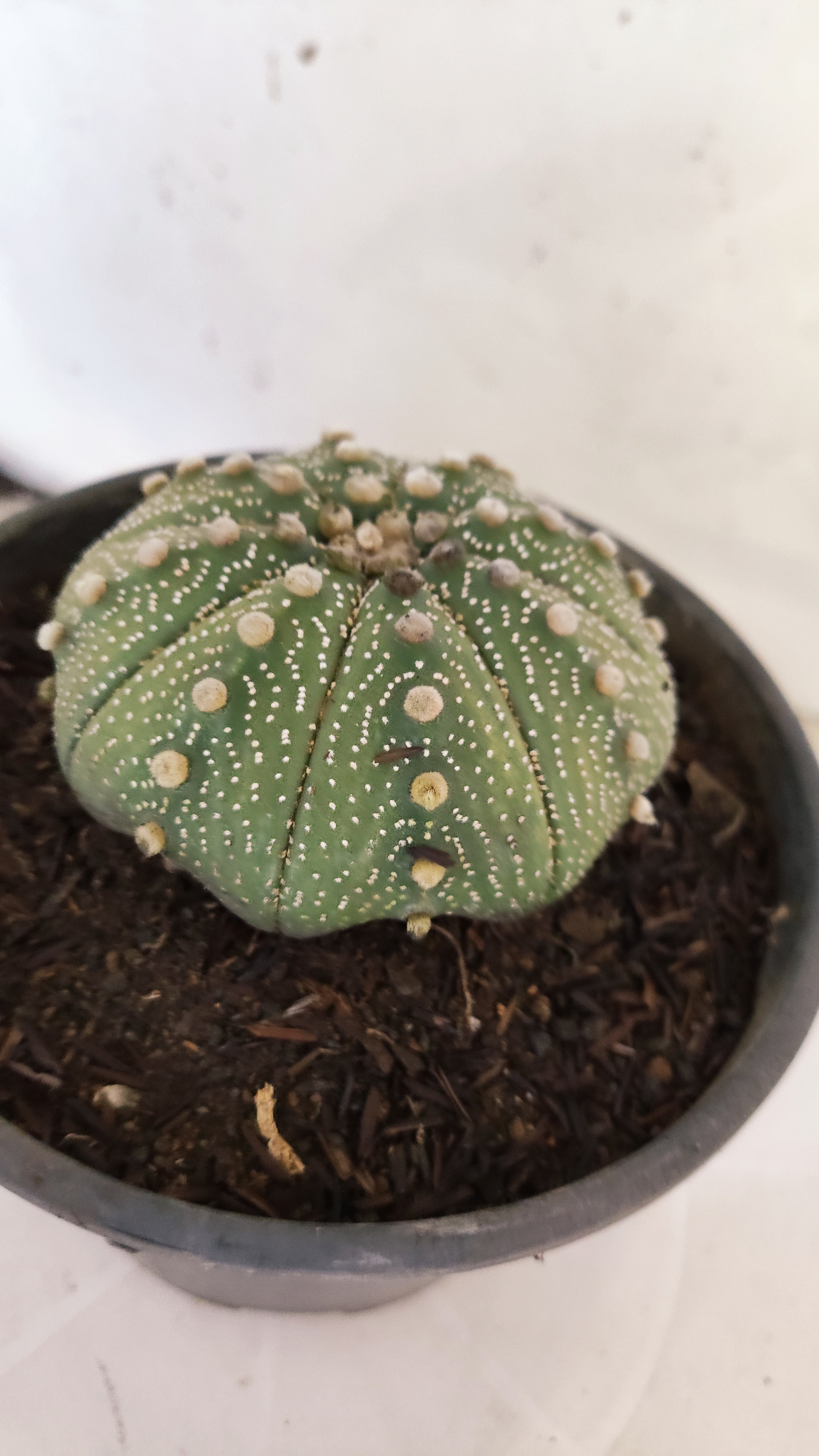 ASTROPHYTUM ASTERIAS "STAR SHAPE"   Nº 1081 – vaso 15