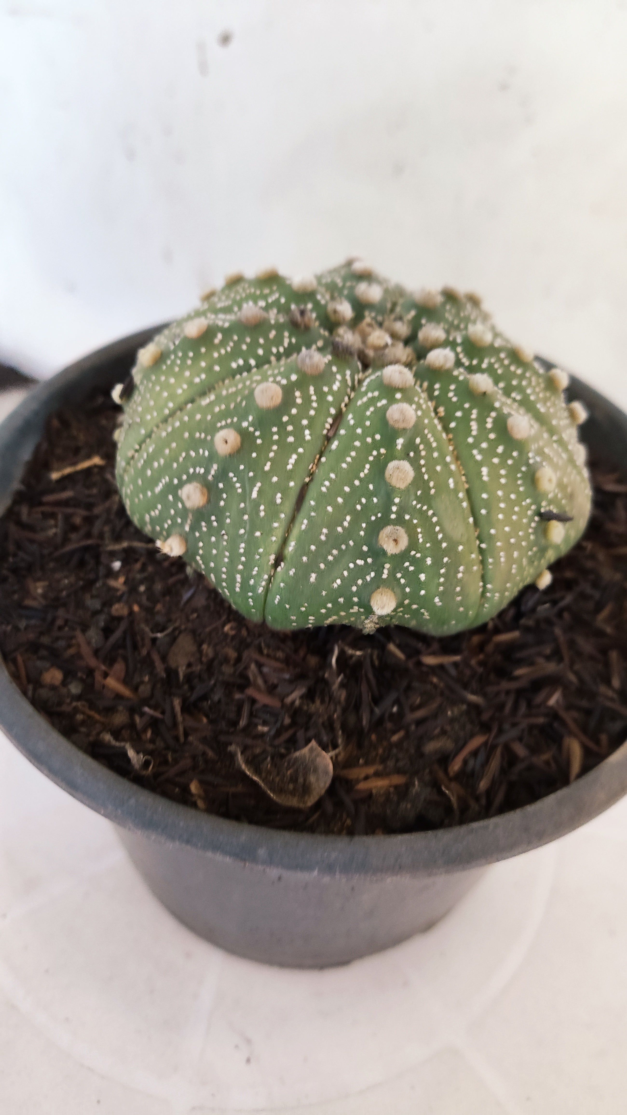 ASTROPHYTUM ASTERIAS "STAR SHAPE"   Nº 1081 – vaso 15