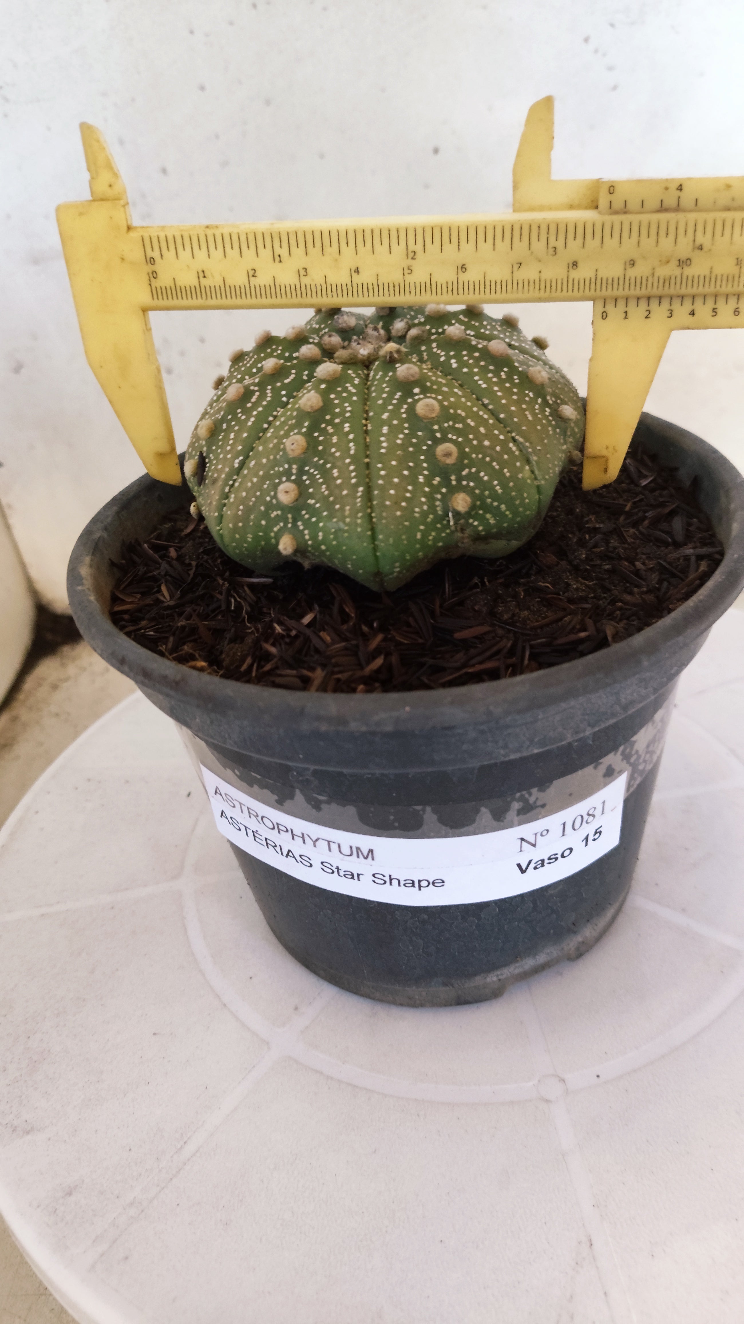 ASTROPHYTUM ASTERIAS "STAR SHAPE"   Nº 1081 – vaso 15