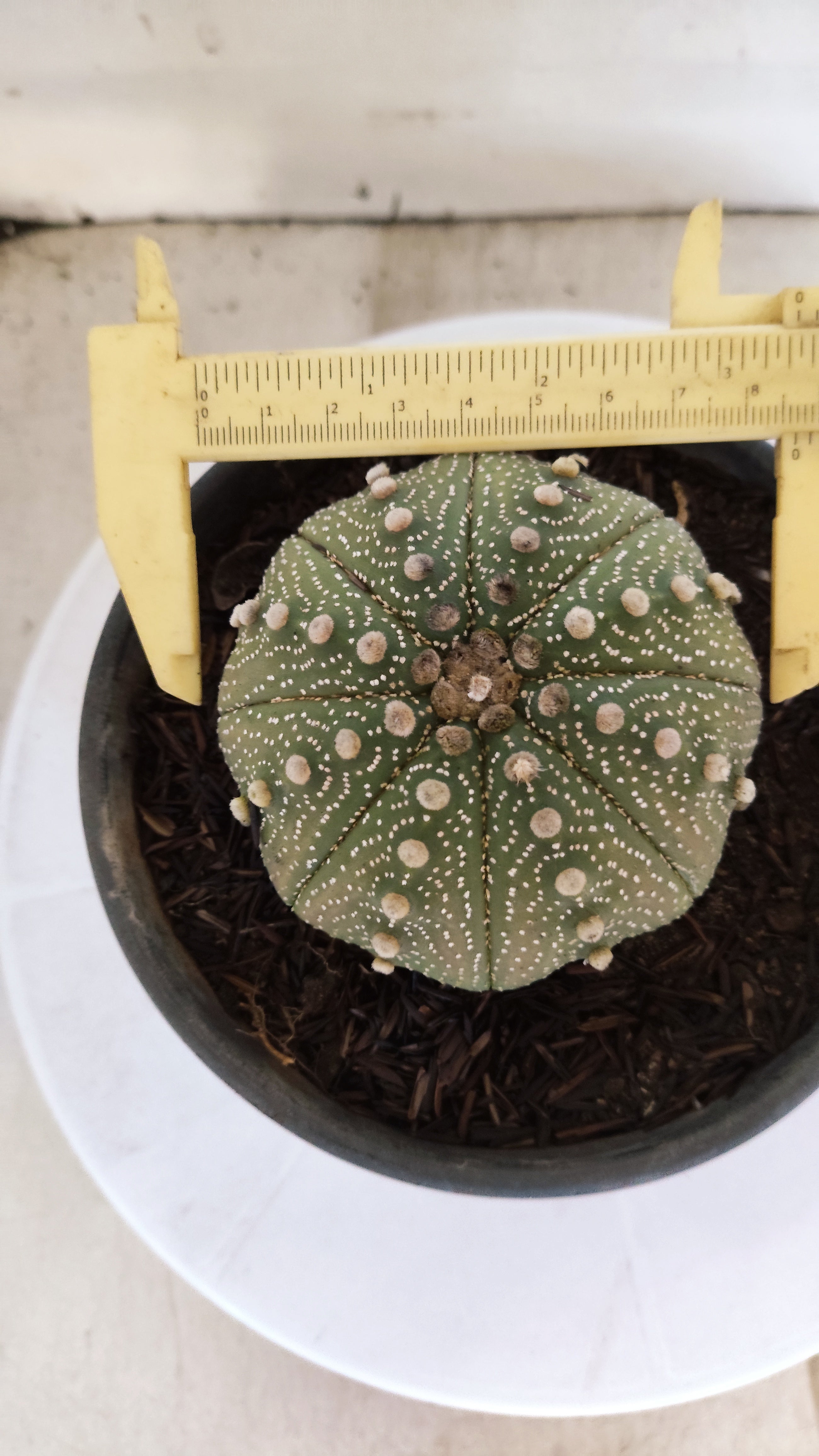 ASTROPHYTUM ASTERIAS "STAR SHAPE"   Nº 1081 – vaso 15