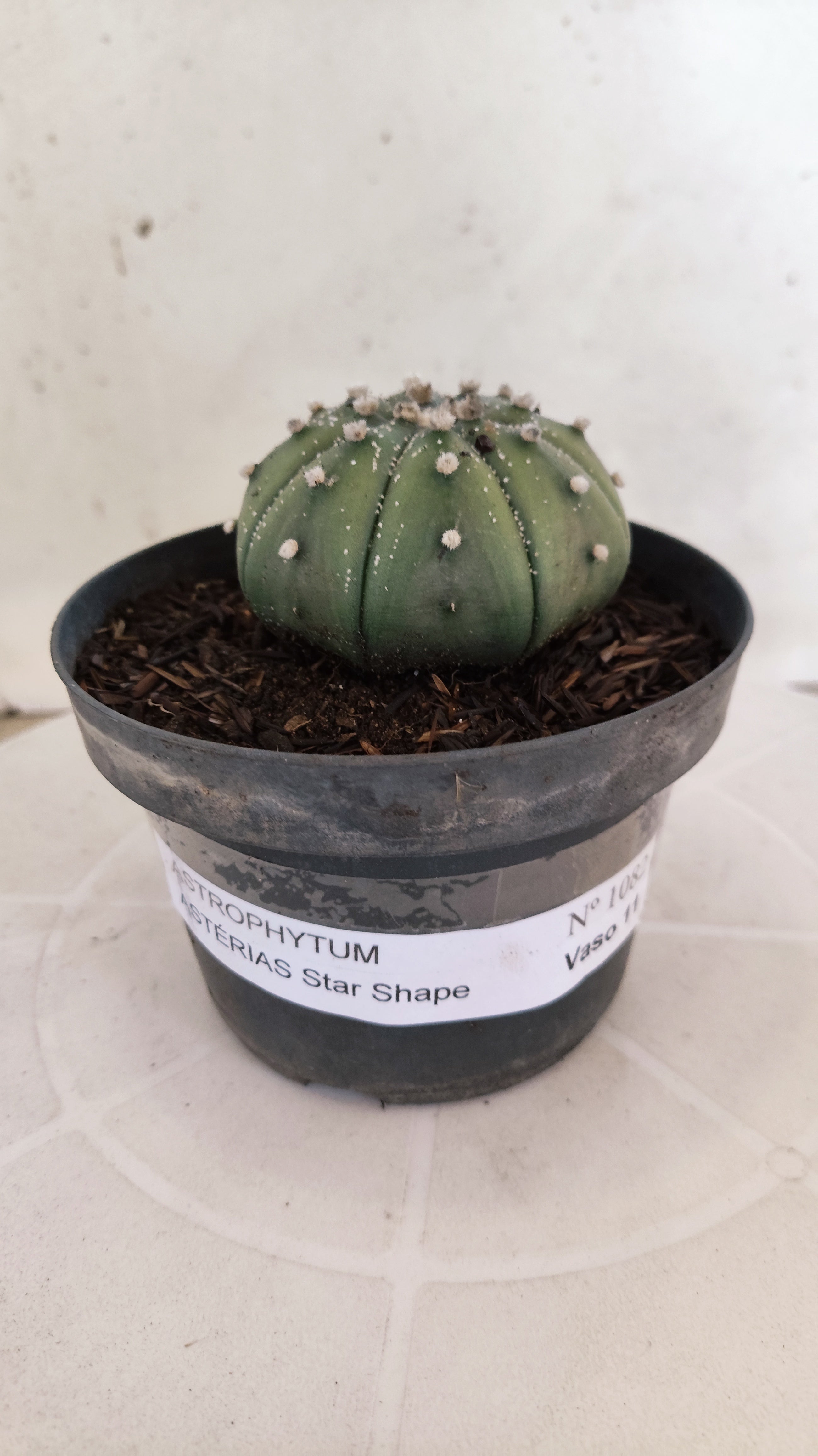 ASTROPHYTUM ASTERIAS "STAR SHAPE - Nudum"   Nº 1082 – vaso 11