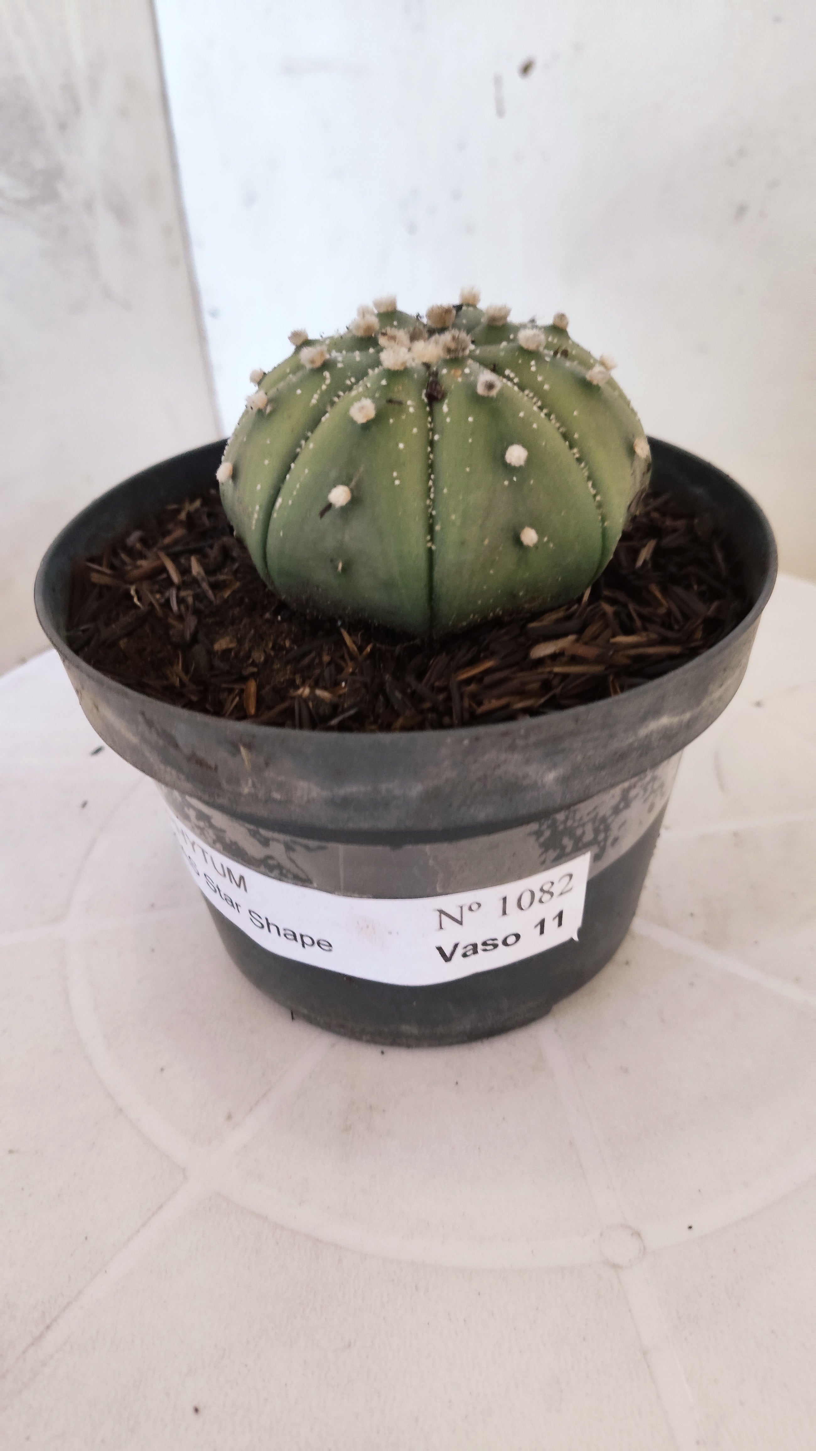 ASTROPHYTUM ASTERIAS "STAR SHAPE - Nudum"   Nº 1082 – vaso 11
