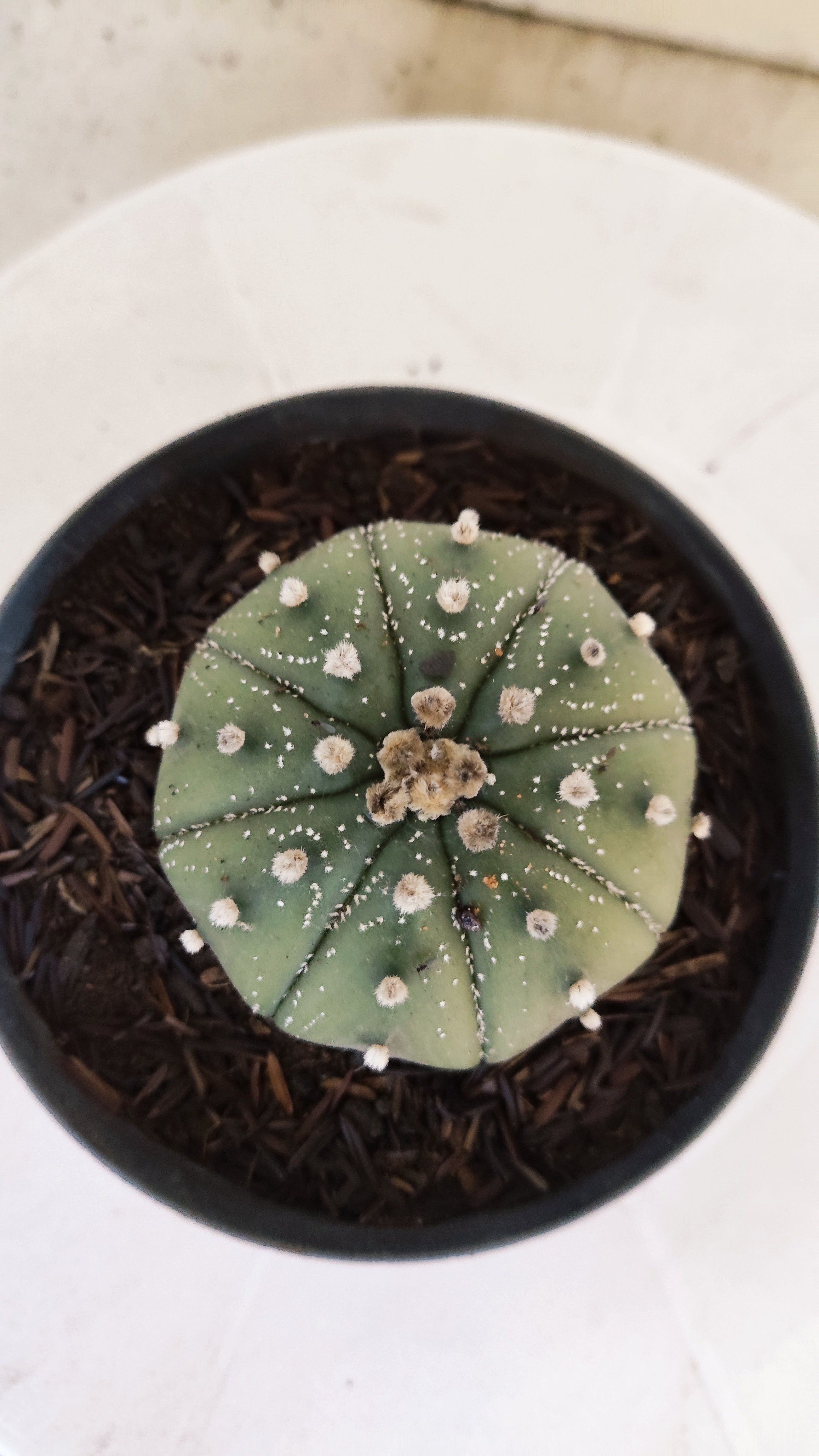 ASTROPHYTUM ASTERIAS "STAR SHAPE - Nudum"   Nº 1082 – vaso 11