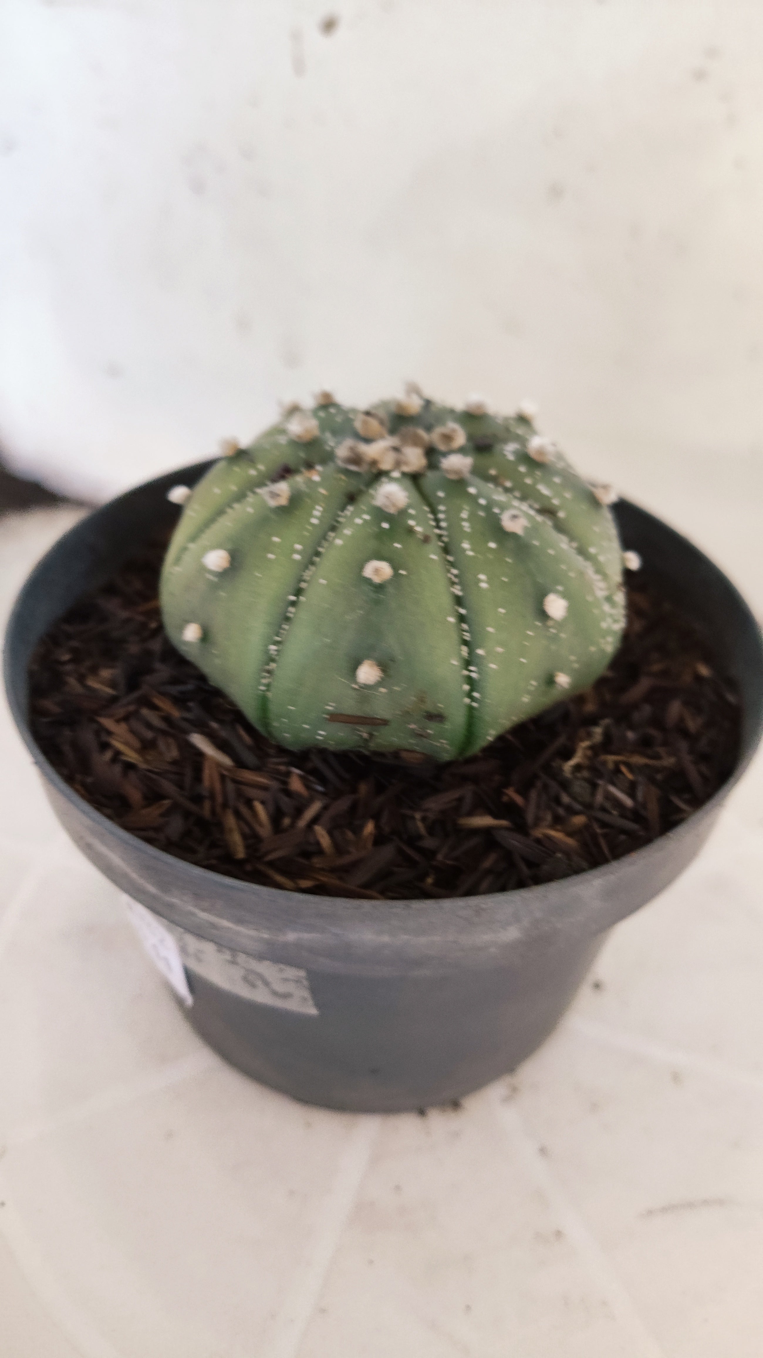 ASTROPHYTUM ASTERIAS "STAR SHAPE - Nudum"   Nº 1082 – vaso 11