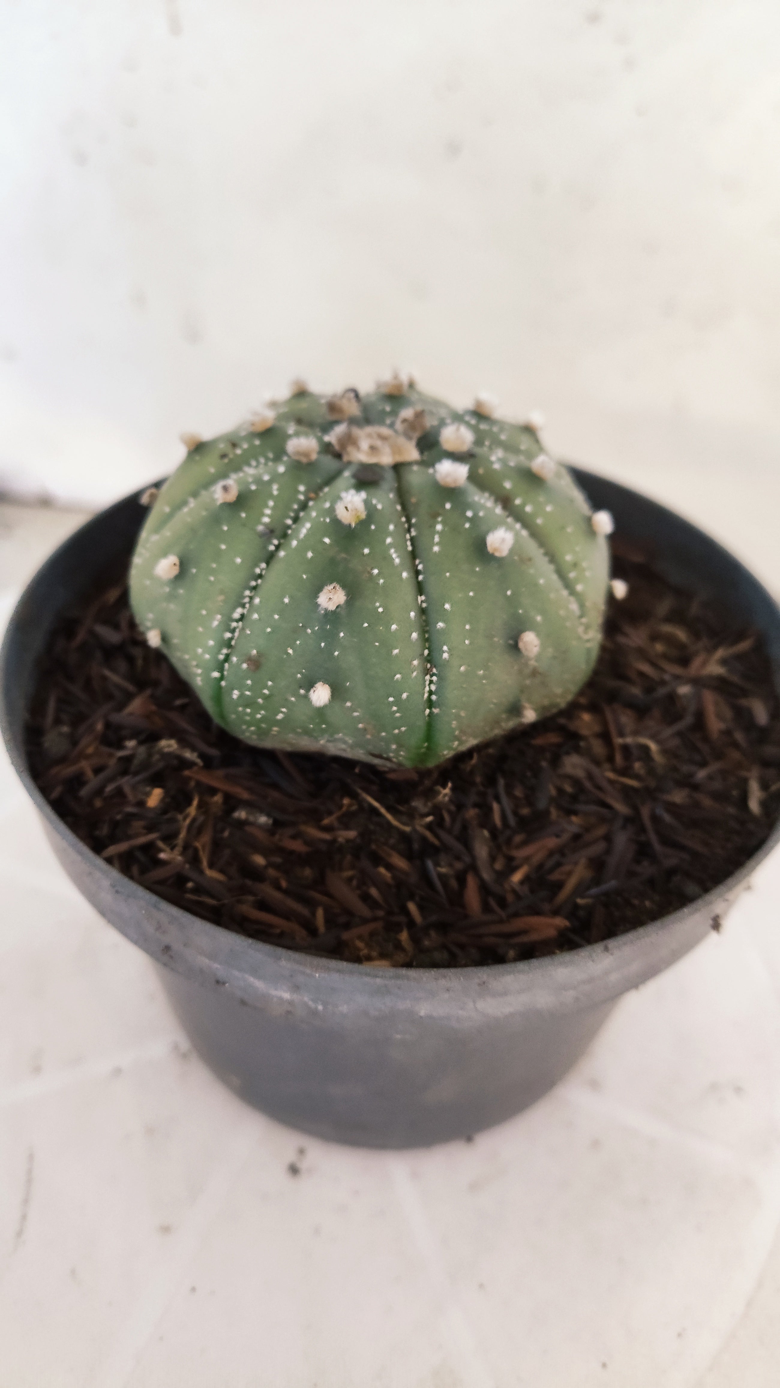 ASTROPHYTUM ASTERIAS "STAR SHAPE - Nudum"   Nº 1082 – vaso 11