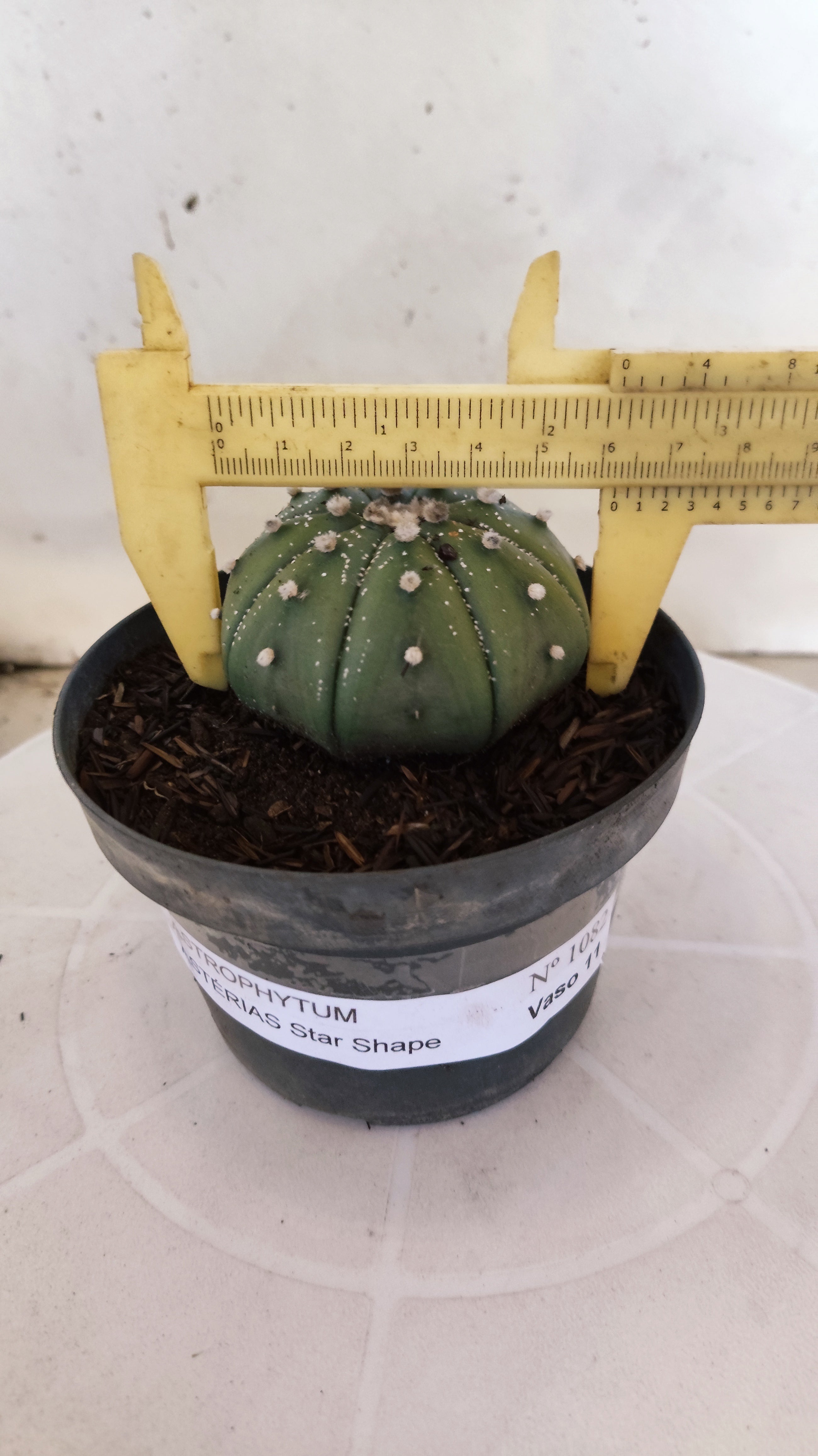 ASTROPHYTUM ASTERIAS "STAR SHAPE - Nudum"   Nº 1082 – vaso 11