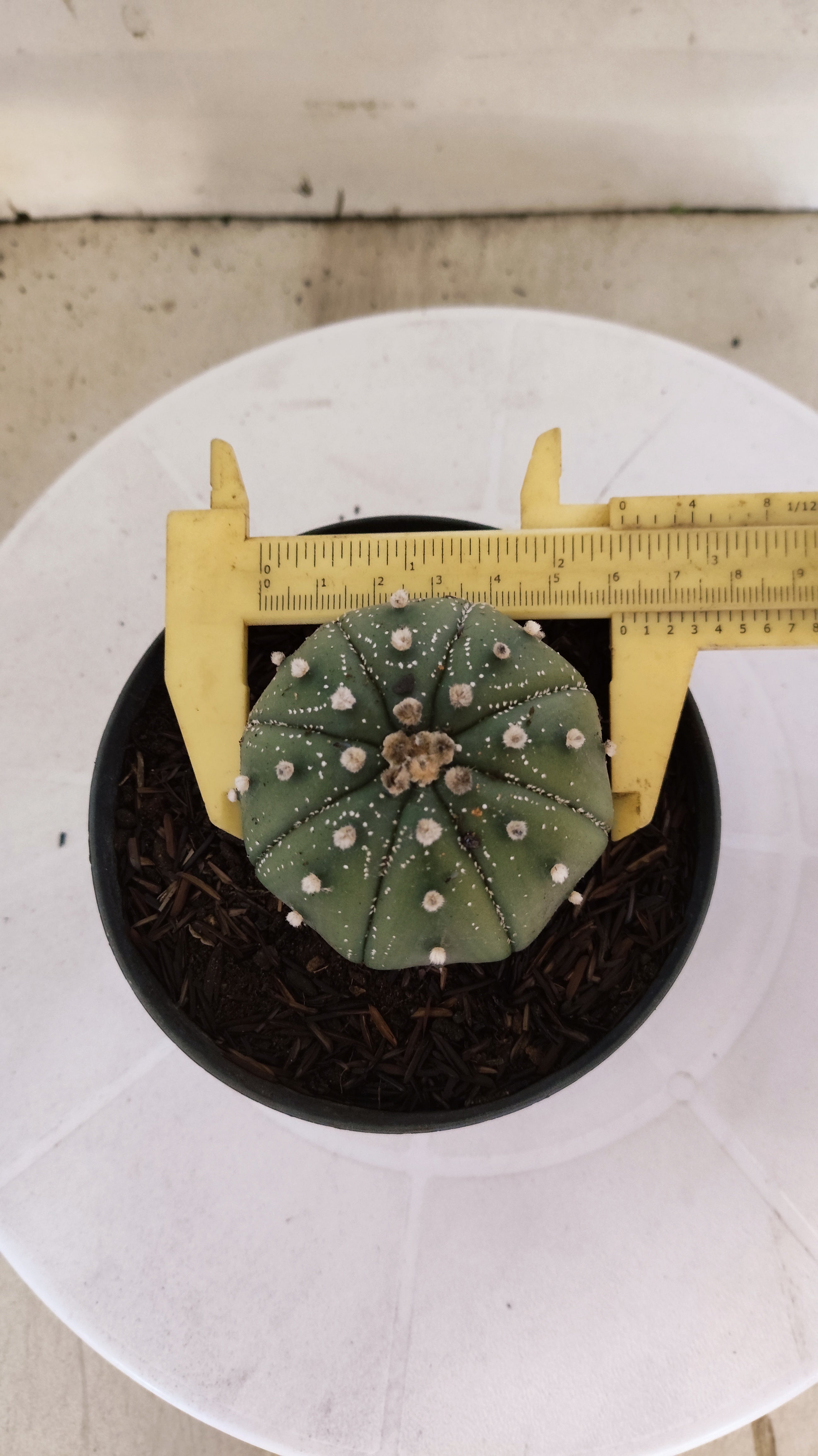 ASTROPHYTUM ASTERIAS "STAR SHAPE - Nudum"   Nº 1082 – vaso 11