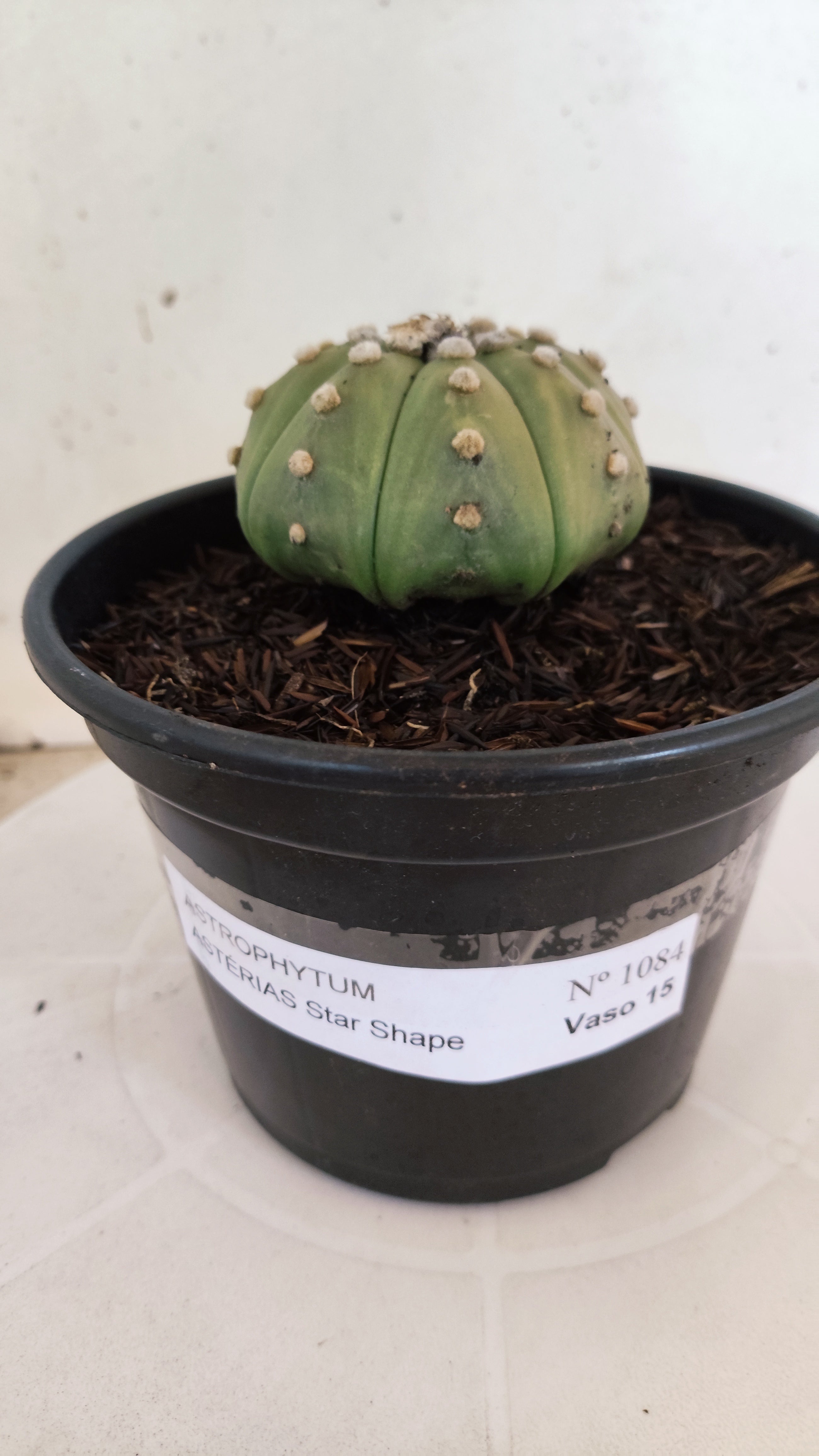 ASTROPHYTUM ASTERIAS "STAR SHAPE - Nudum"   Nº 1084 – vaso 15