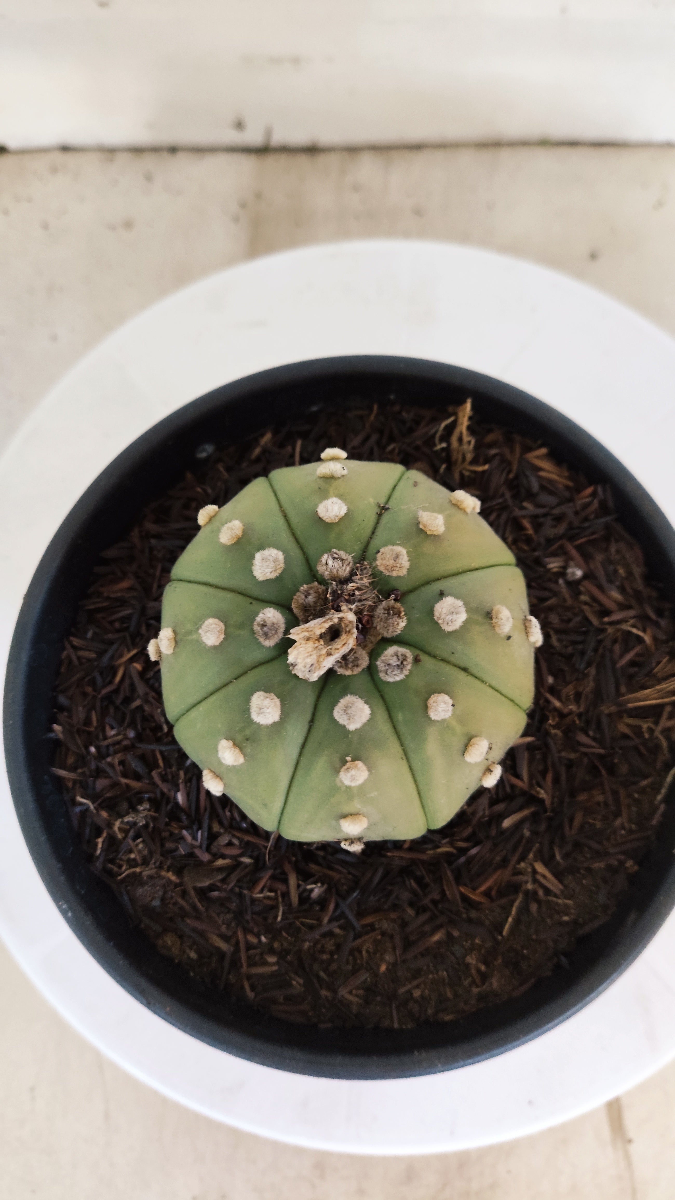 ASTROPHYTUM ASTERIAS "STAR SHAPE - Nudum"   Nº 1084 – vaso 15