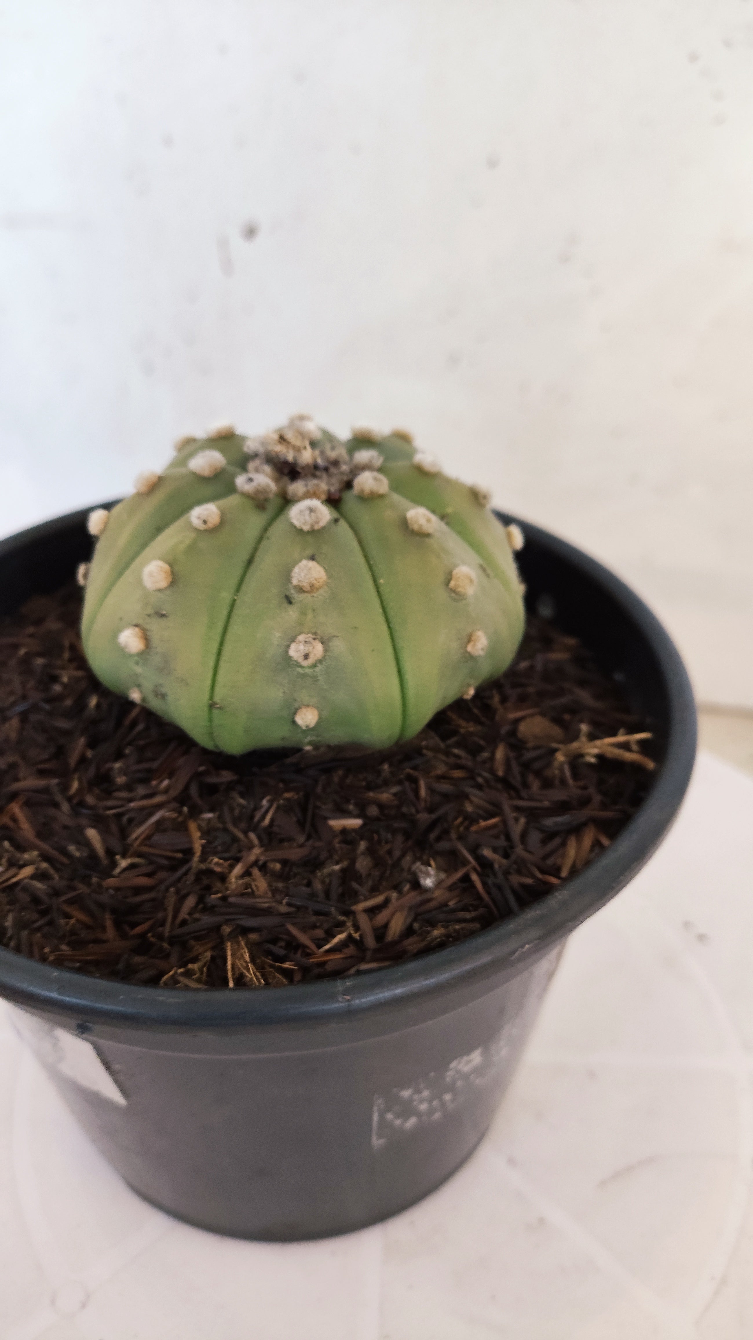 ASTROPHYTUM ASTERIAS "STAR SHAPE - Nudum"   Nº 1084 – vaso 15