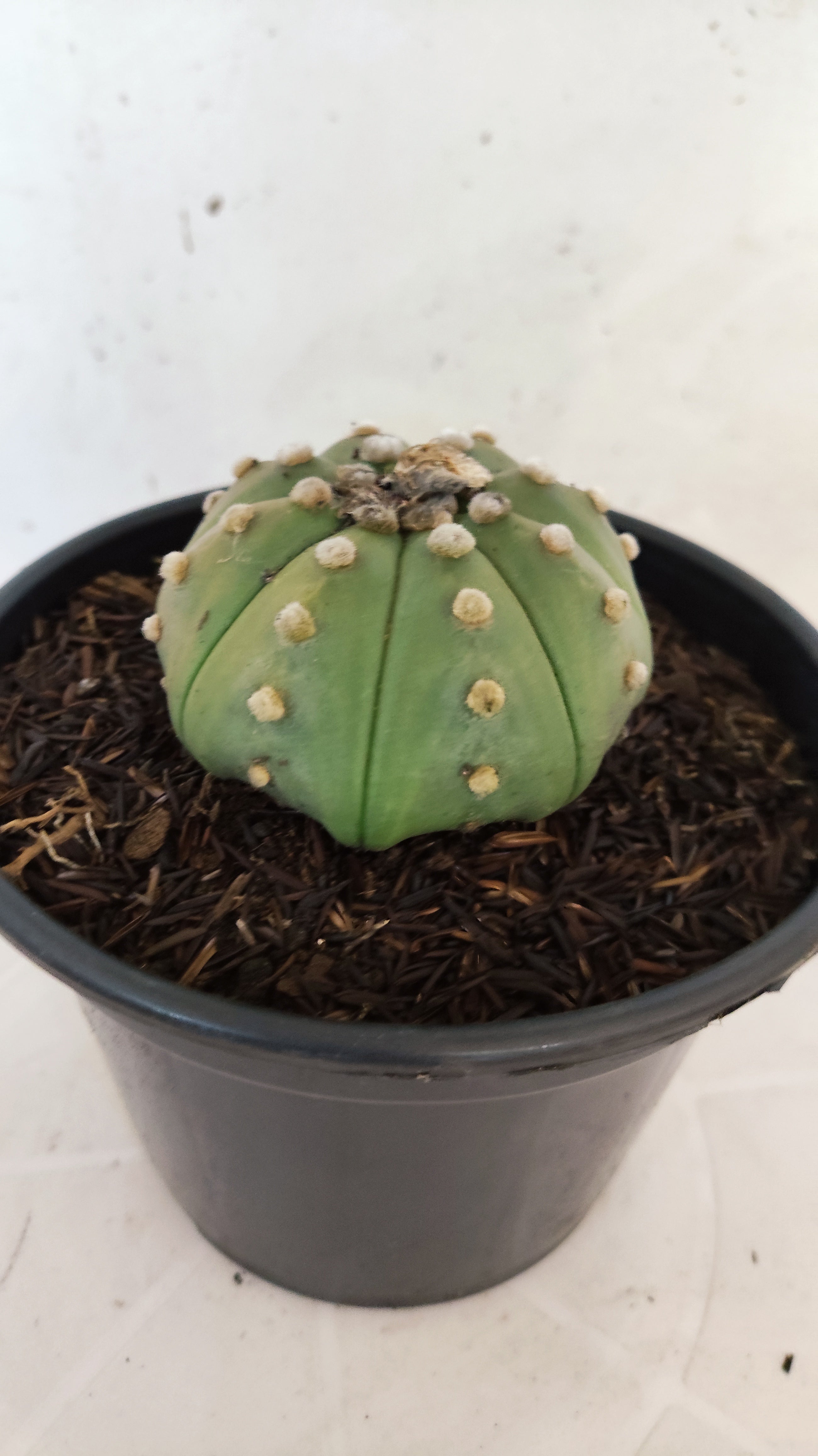 ASTROPHYTUM ASTERIAS "STAR SHAPE - Nudum"   Nº 1084 – vaso 15