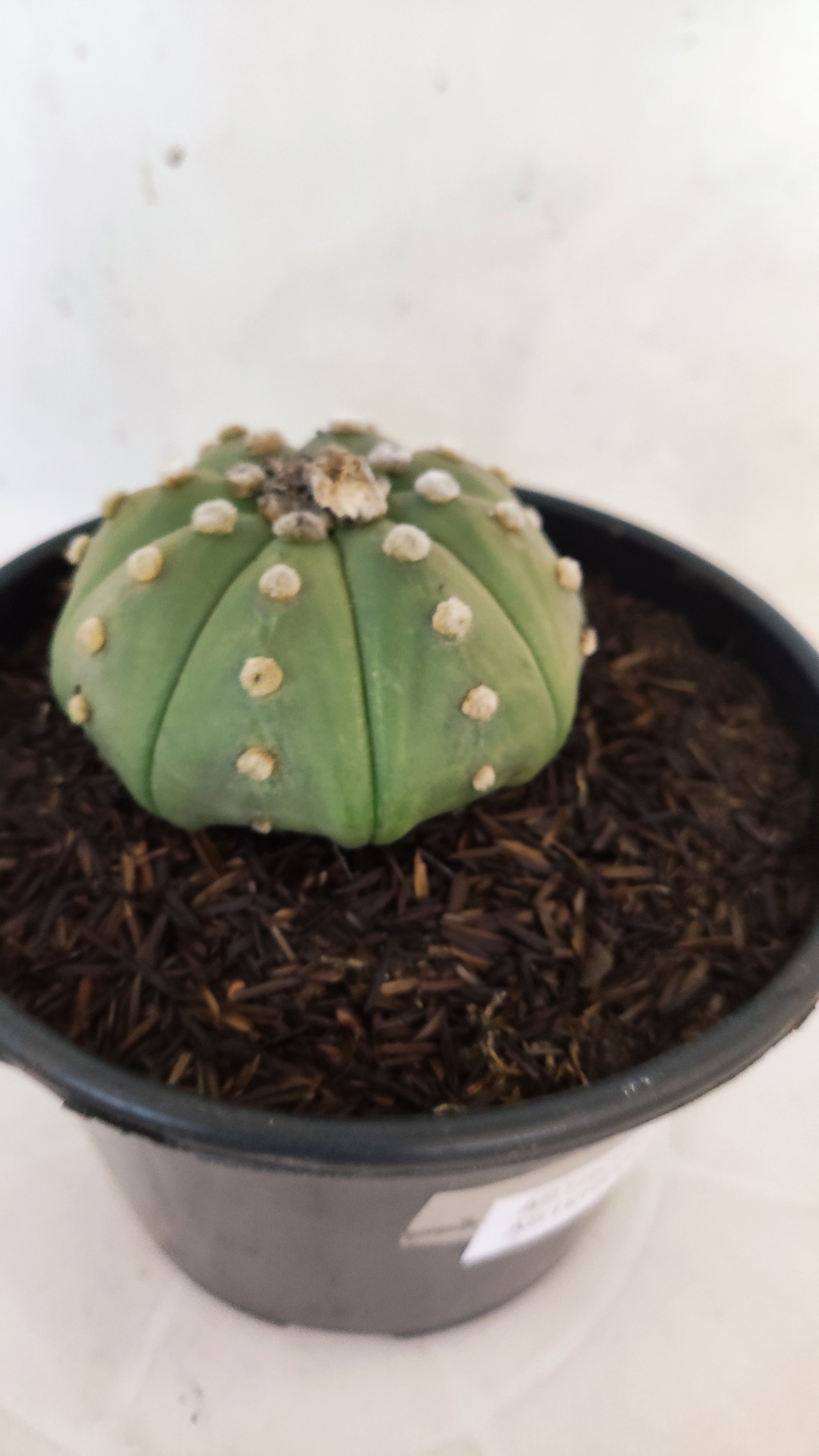 ASTROPHYTUM ASTERIAS "STAR SHAPE - Nudum"   Nº 1084 – vaso 15