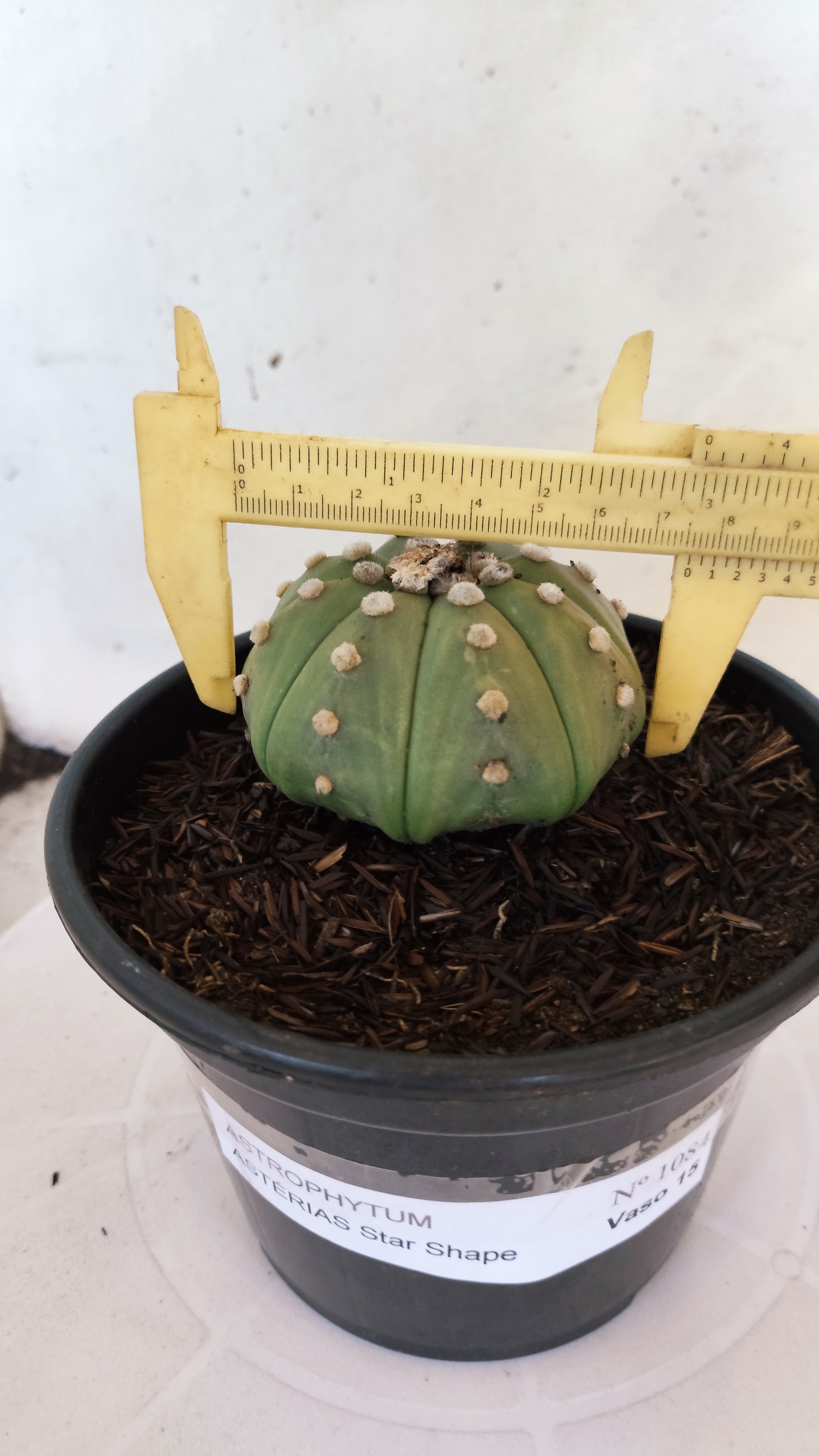 ASTROPHYTUM ASTERIAS "STAR SHAPE - Nudum"   Nº 1084 – vaso 15