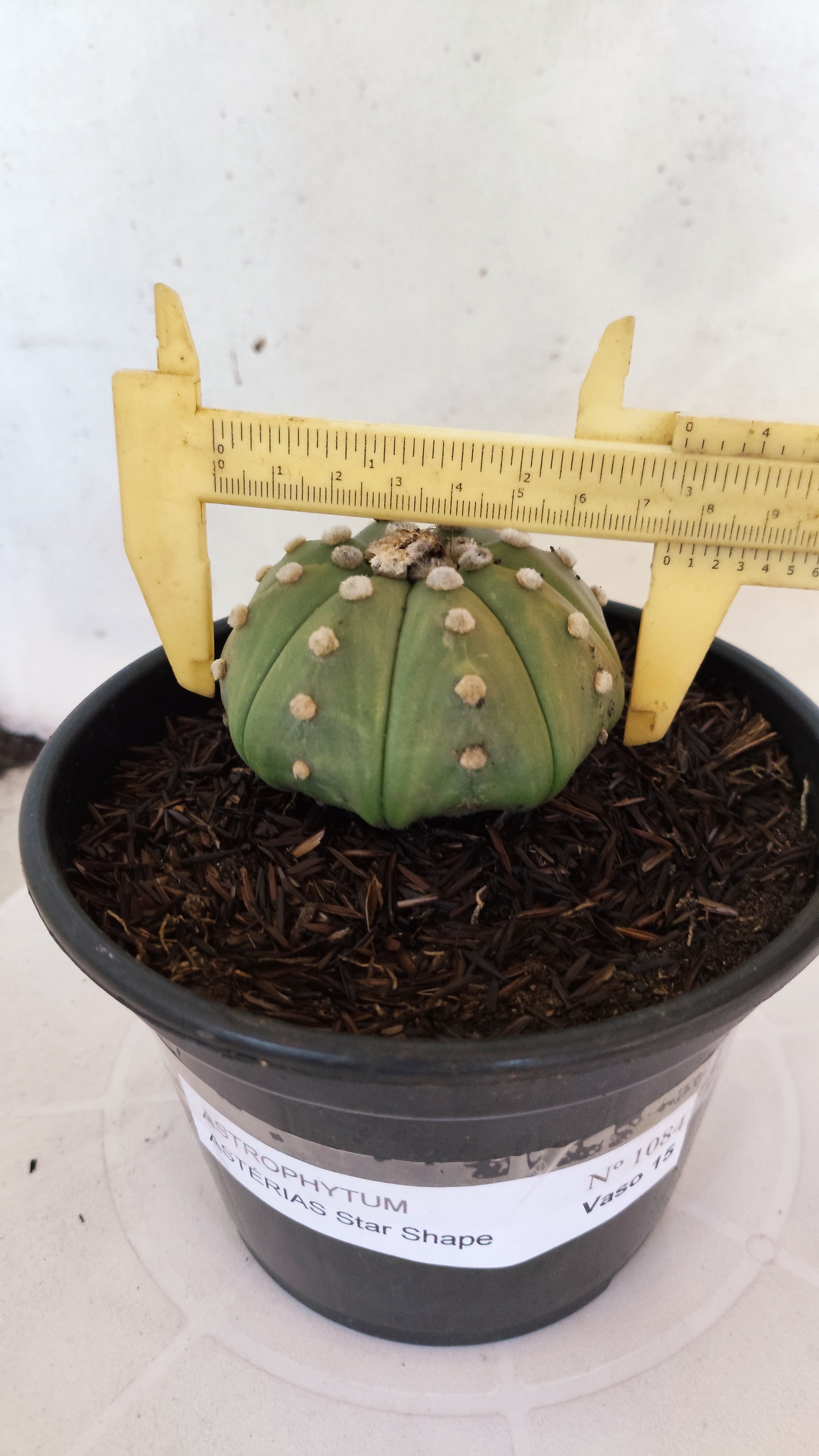 ASTROPHYTUM ASTERIAS "STAR SHAPE - Nudum"   Nº 1084 – vaso 15