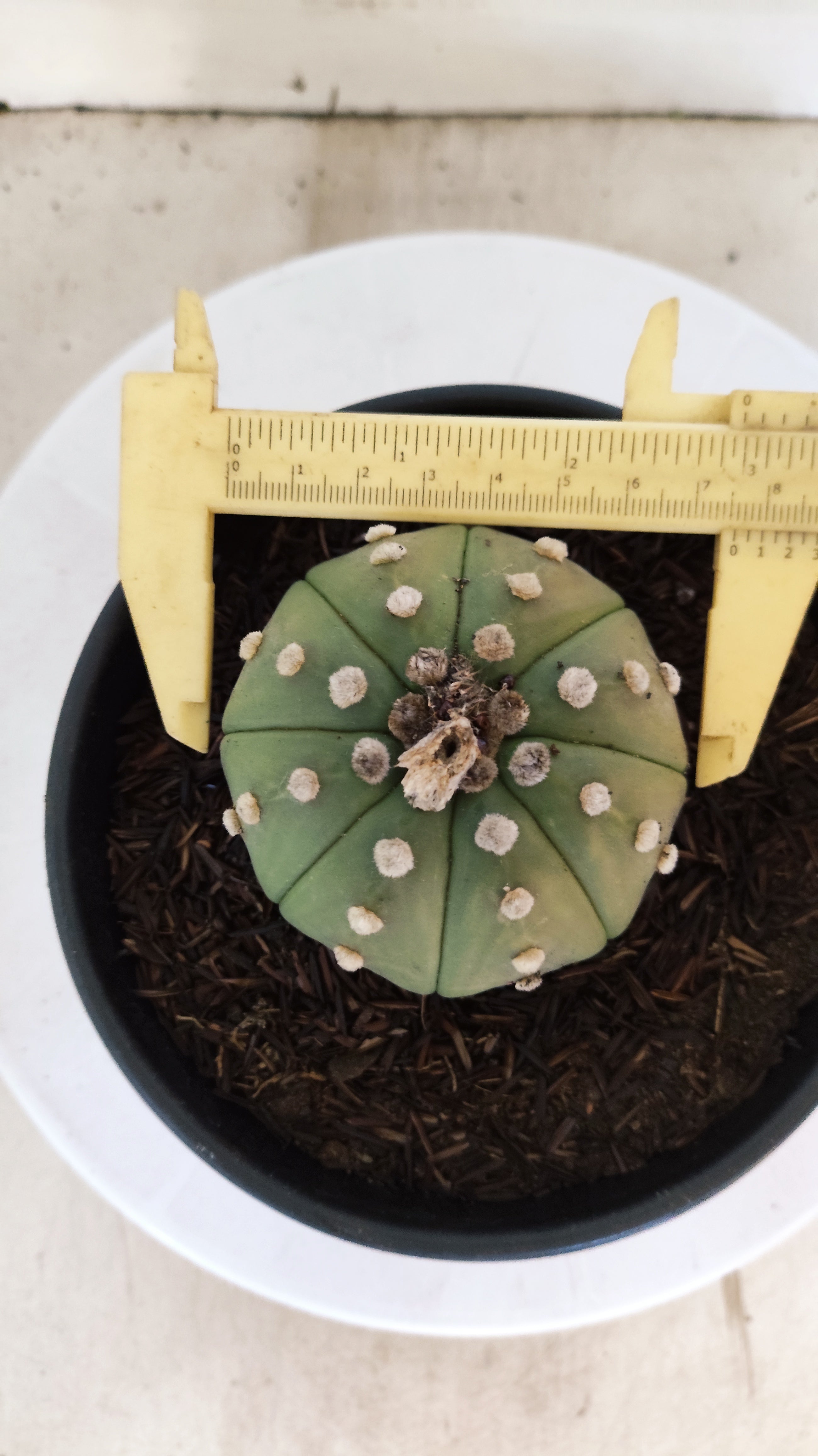 ASTROPHYTUM ASTERIAS "STAR SHAPE - Nudum"   Nº 1084 – vaso 15