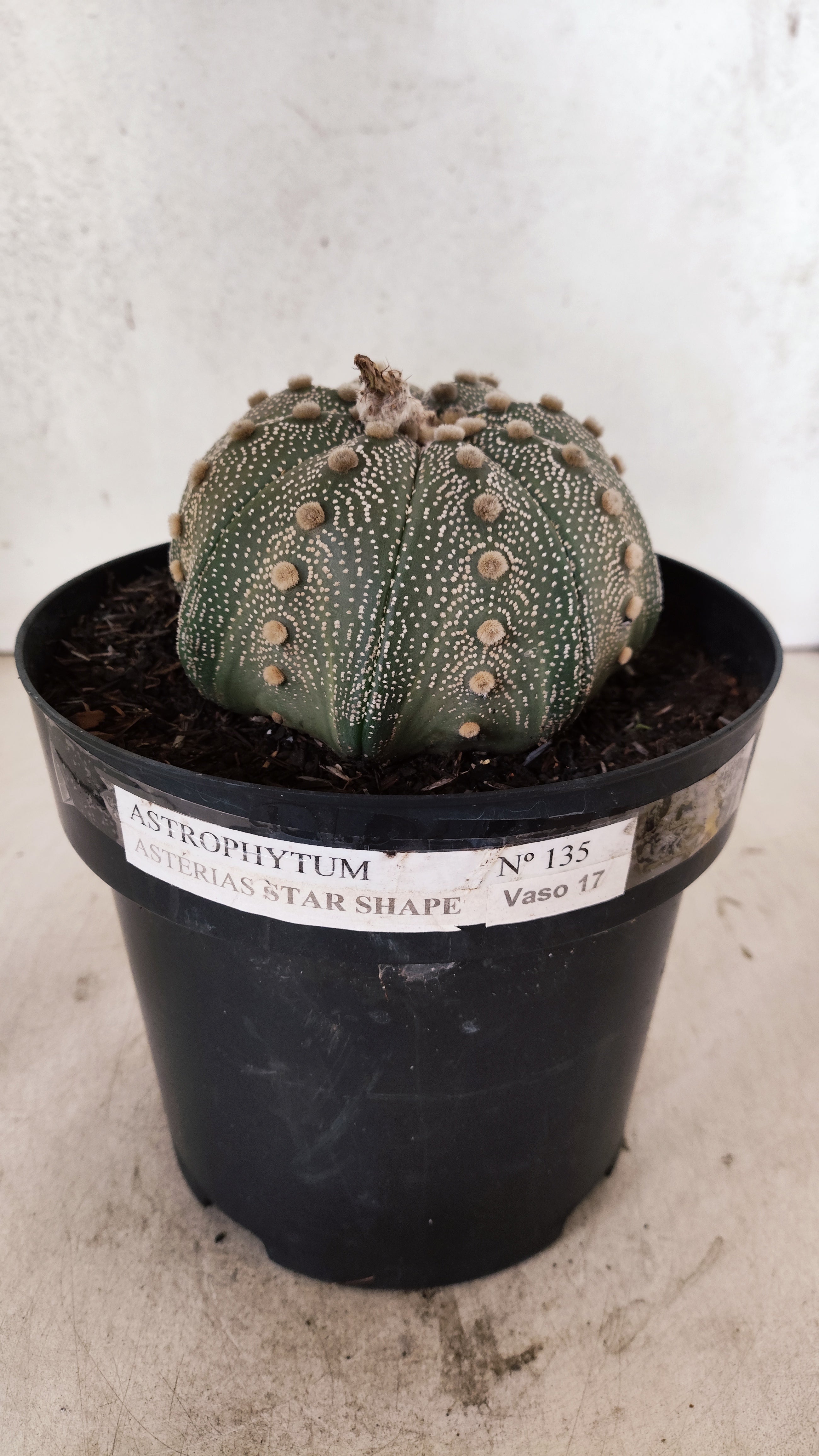 ASTROPHYTUM ASTERIAS STAR SHAPE Nº 135 – vaso 17