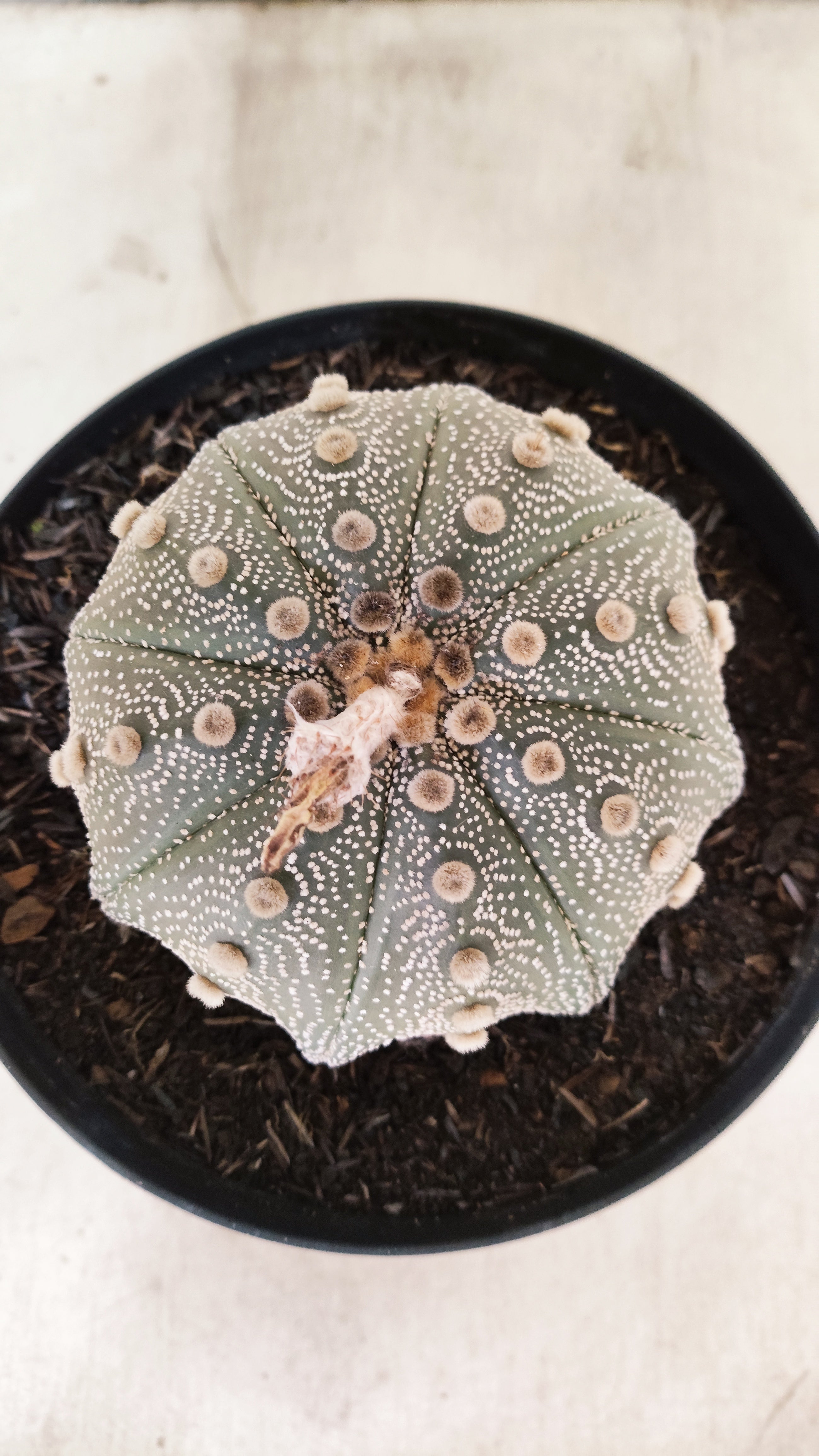 ASTROPHYTUM ASTERIAS STAR SHAPE Nº 135 – vaso 17