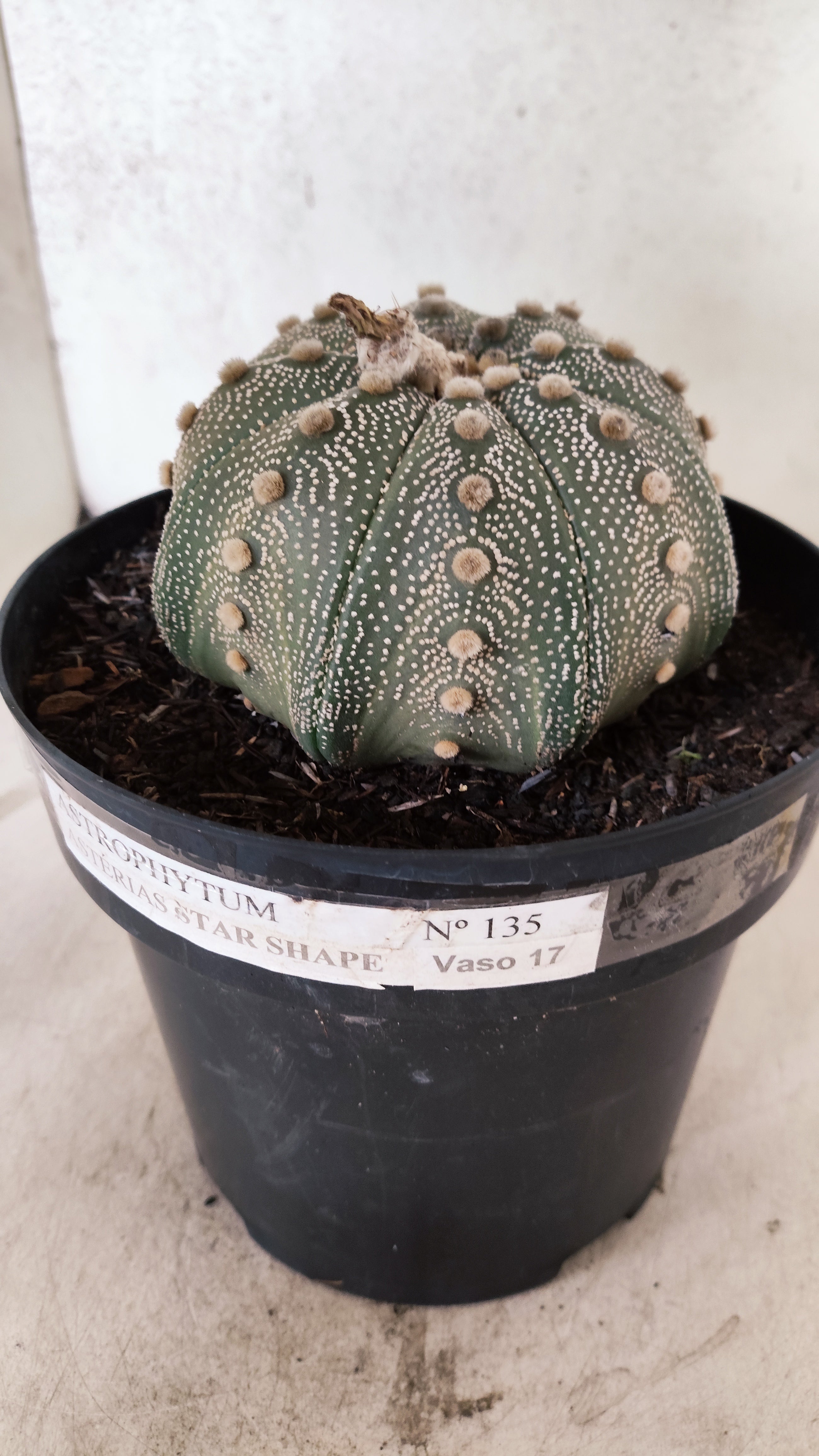 ASTROPHYTUM ASTERIAS STAR SHAPE Nº 135 – vaso 17