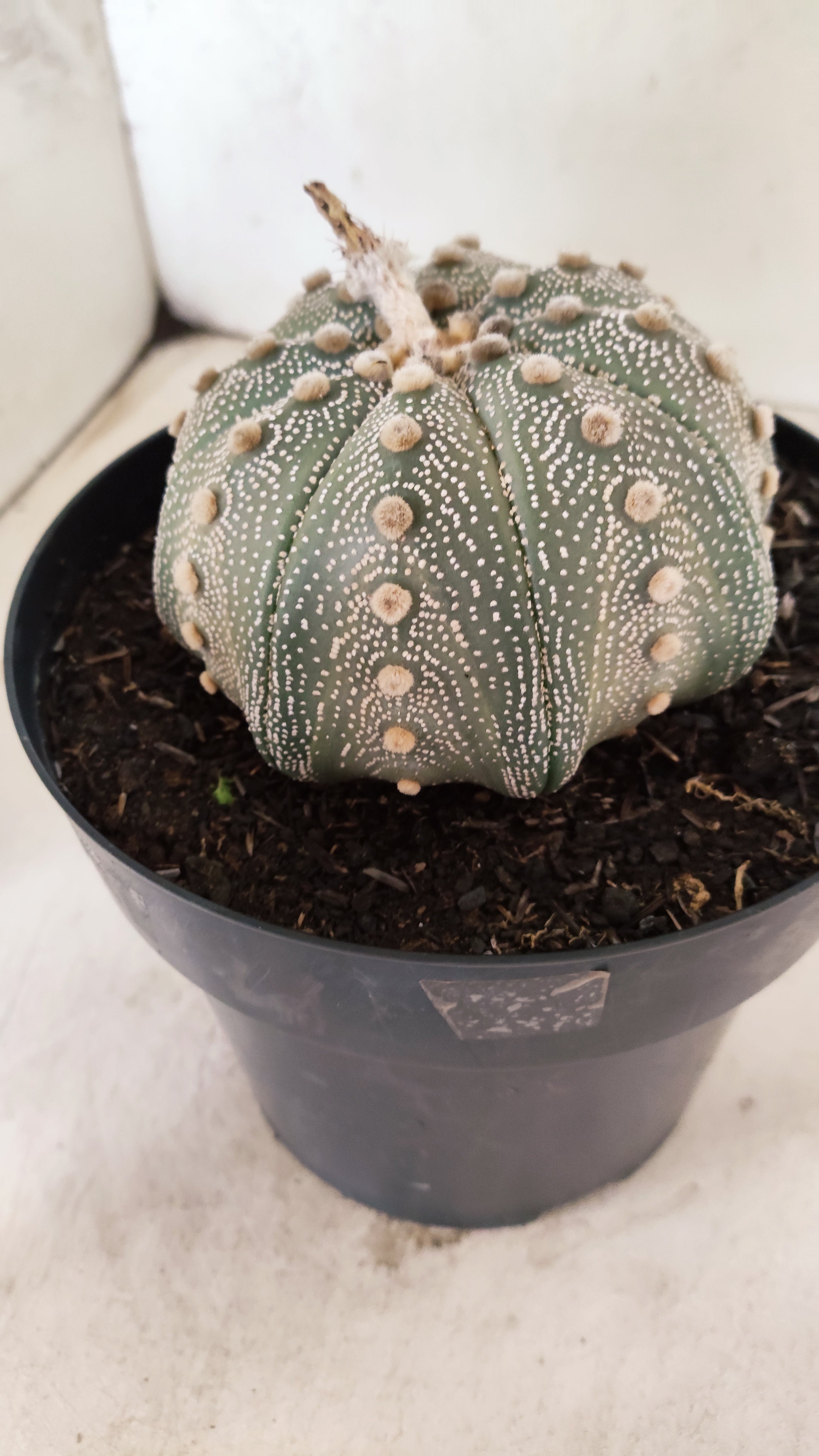 ASTROPHYTUM ASTERIAS STAR SHAPE Nº 135 – vaso 17