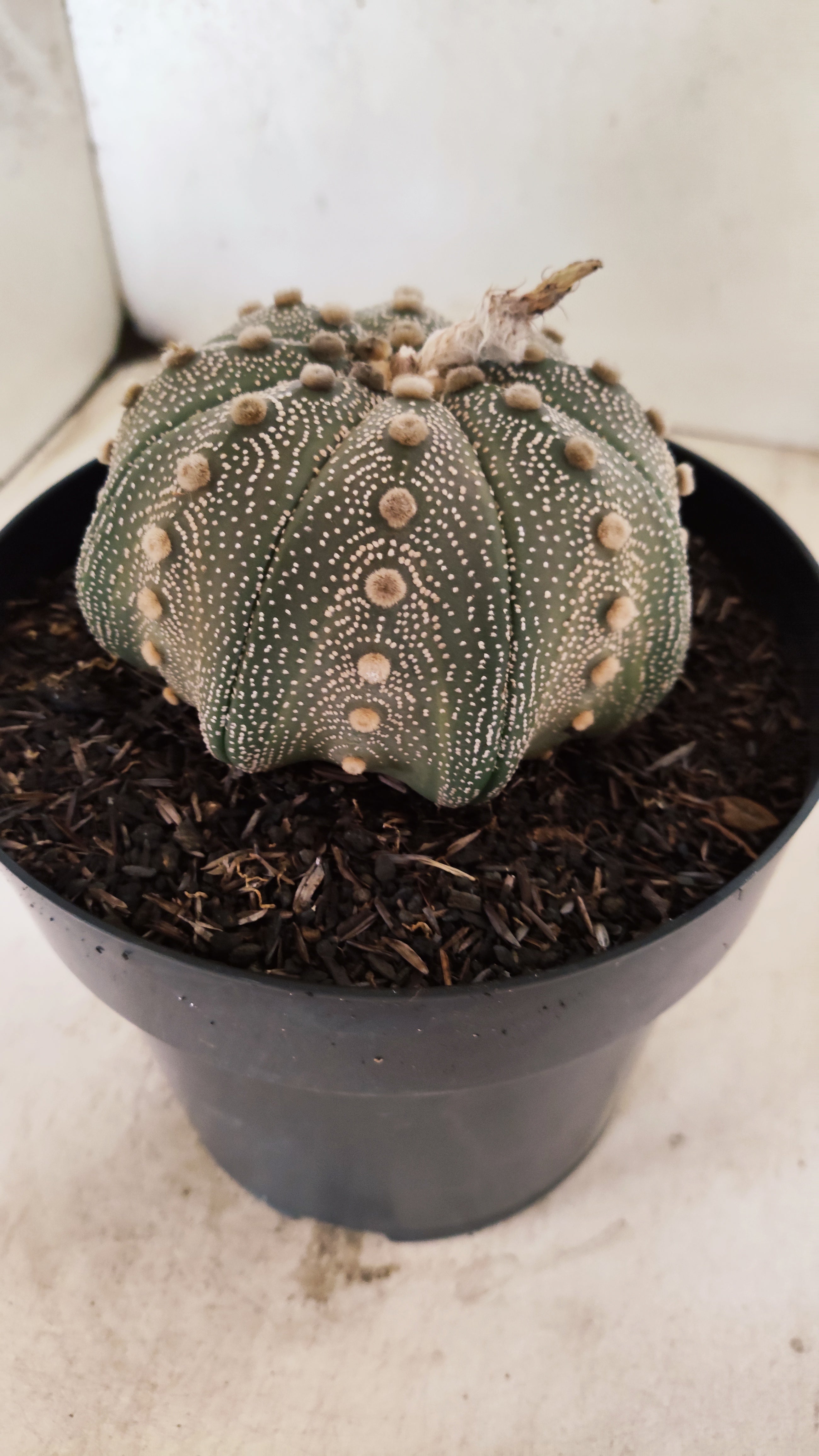 ASTROPHYTUM ASTERIAS STAR SHAPE Nº 135 – vaso 17