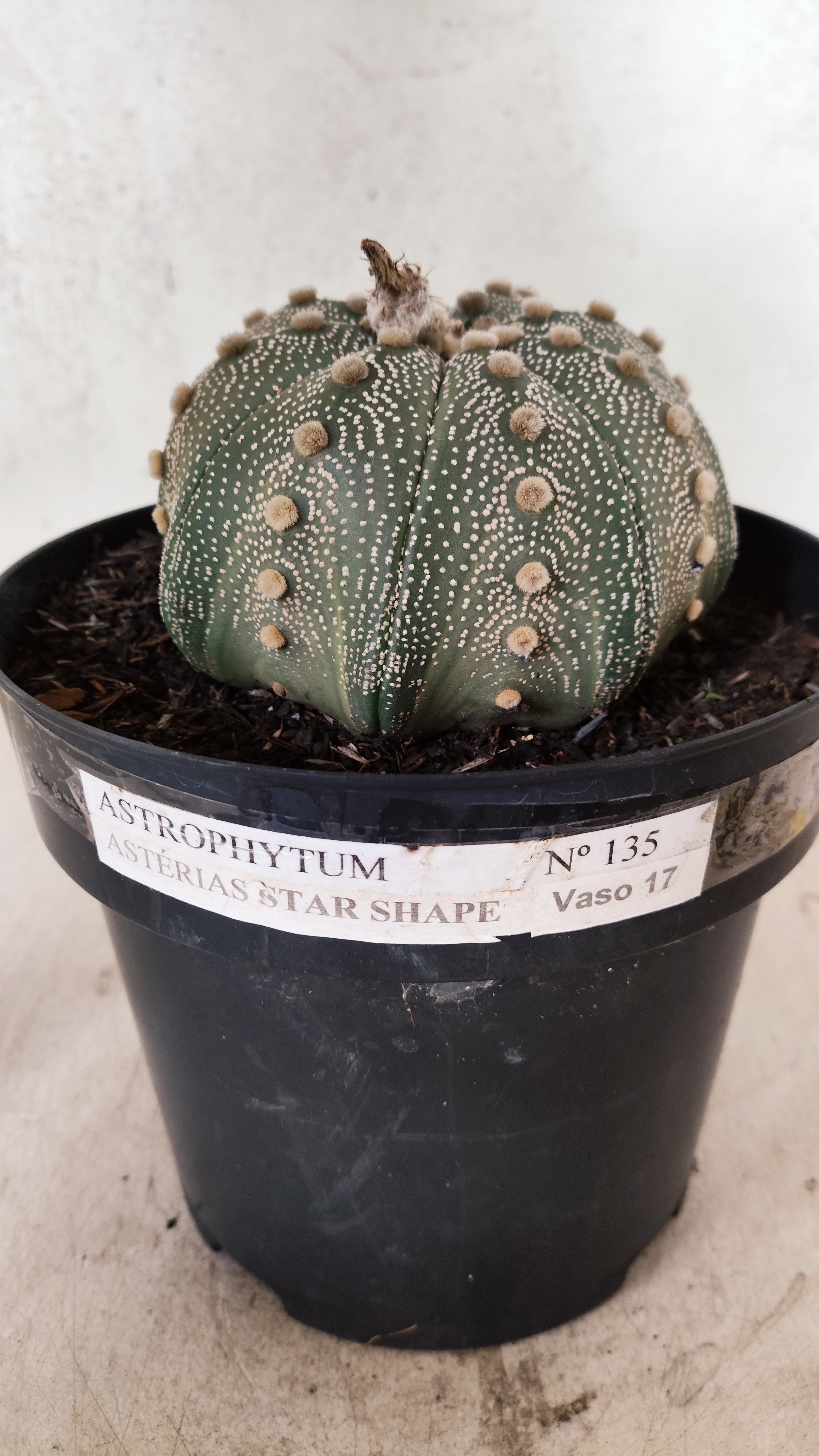 ASTROPHYTUM ASTERIAS STAR SHAPE Nº 135 – vaso 17