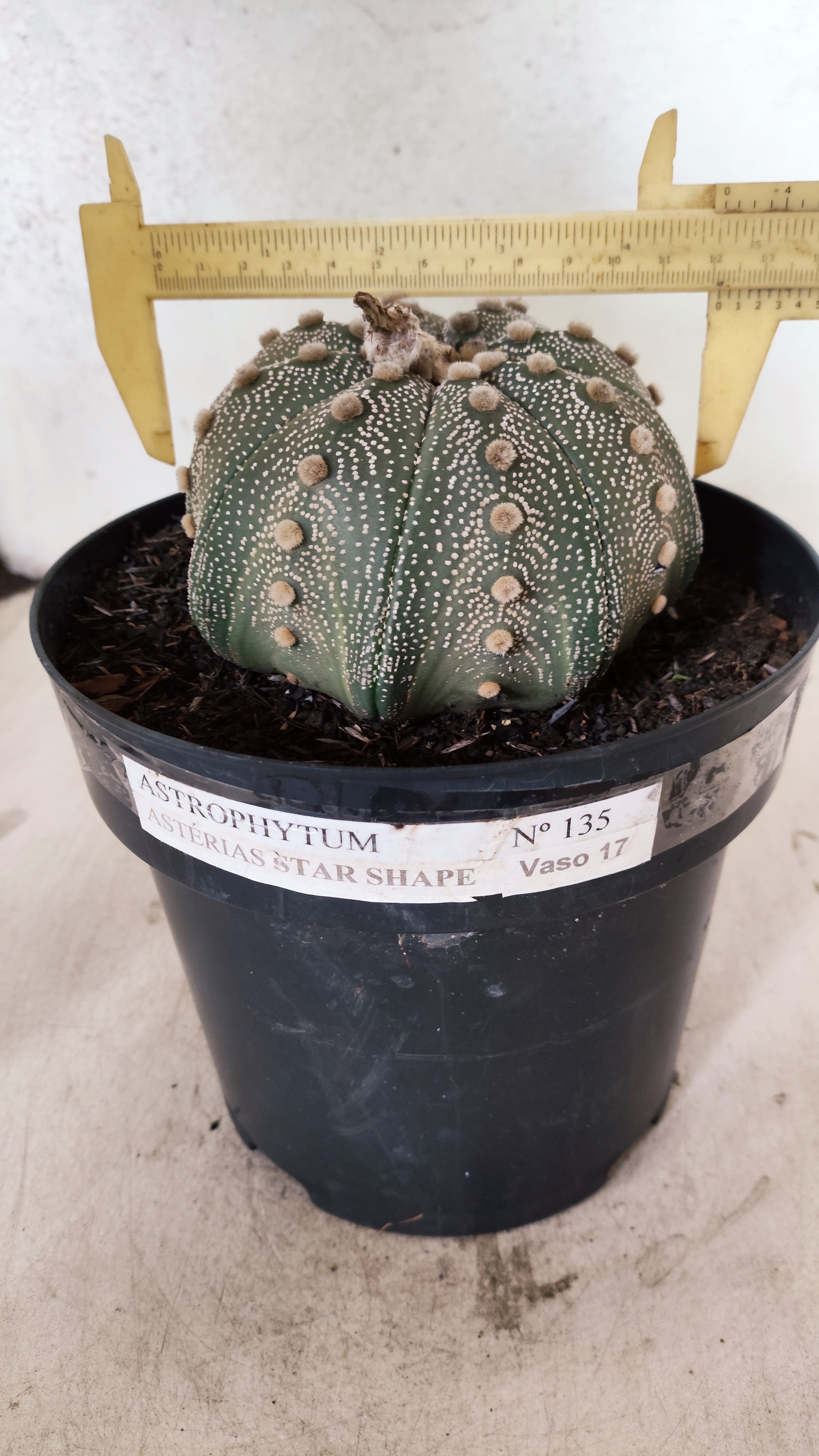 ASTROPHYTUM ASTERIAS STAR SHAPE Nº 135 – vaso 17