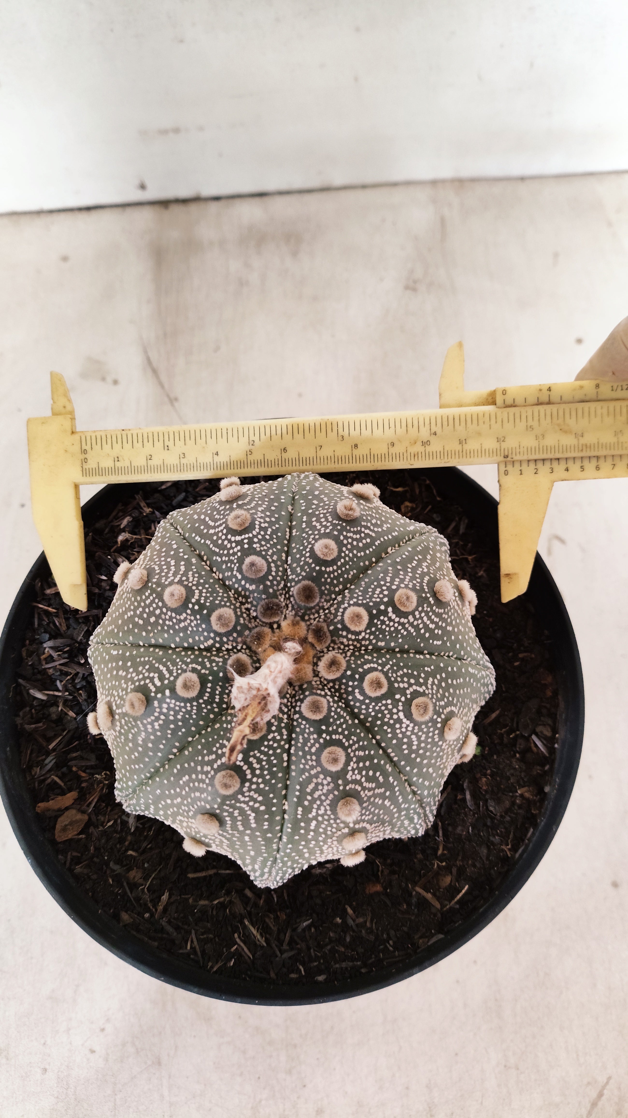 ASTROPHYTUM ASTERIAS STAR SHAPE Nº 135 – vaso 17