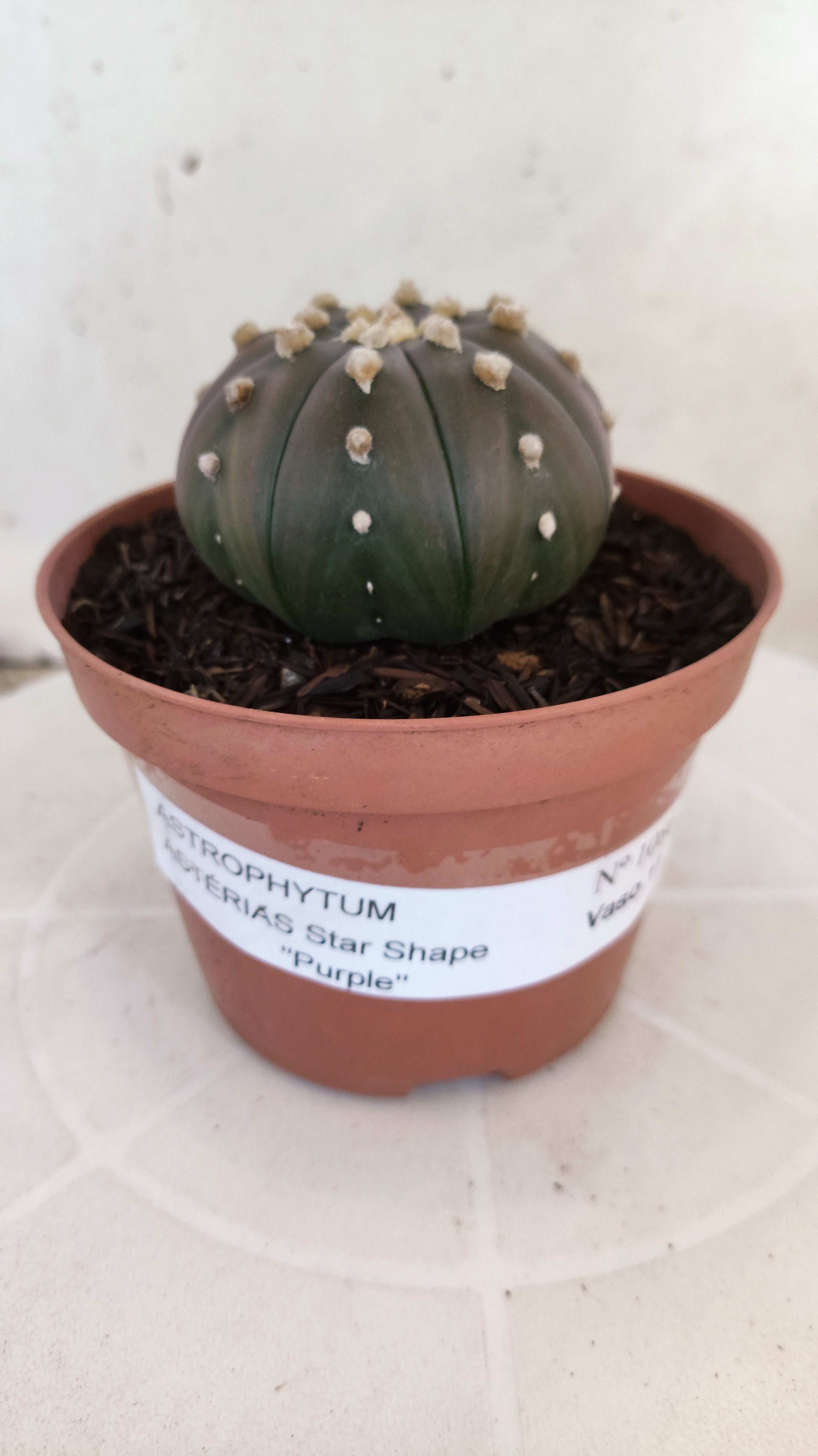 ASTROPHYTUM ASTERIAS "STAR SHAPE - Purple"   Nº 1086 – vaso 11
