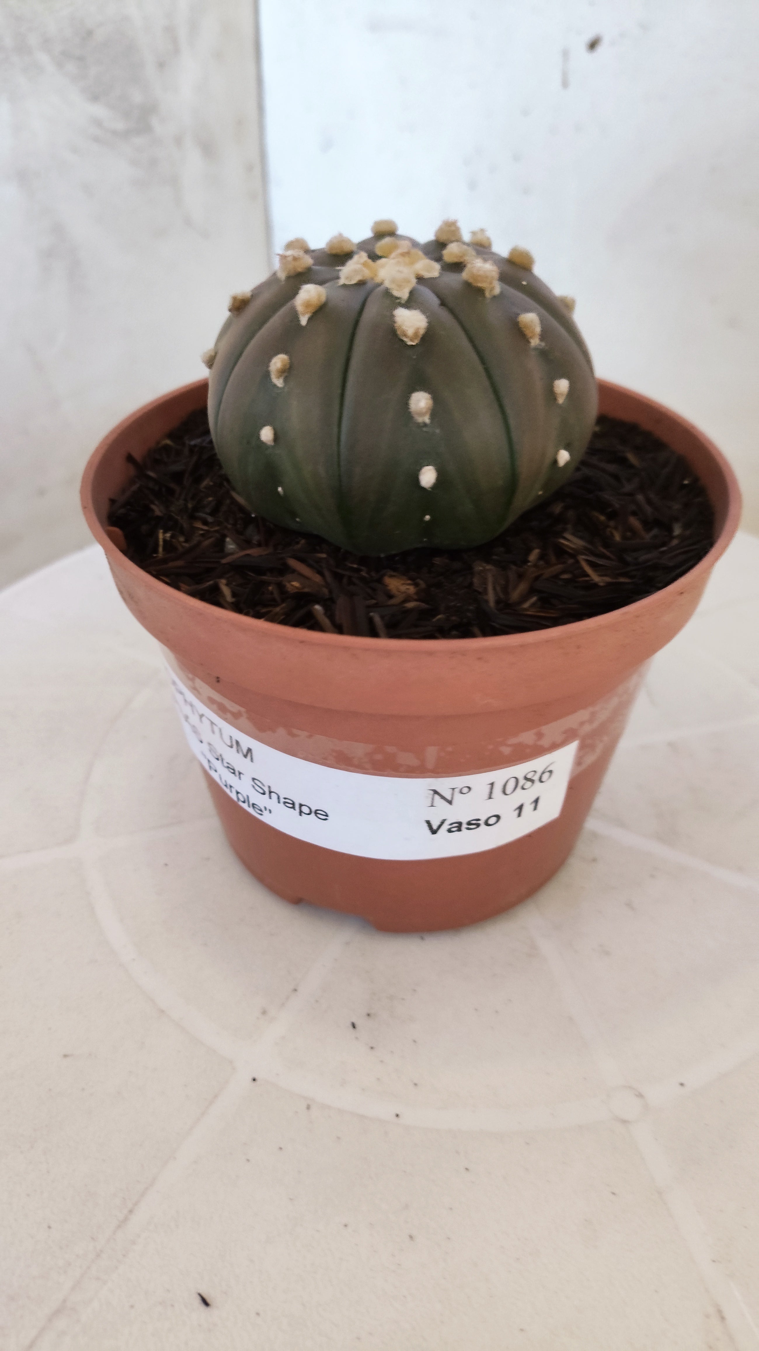 ASTROPHYTUM ASTERIAS "STAR SHAPE - Purple"   Nº 1086 – vaso 11