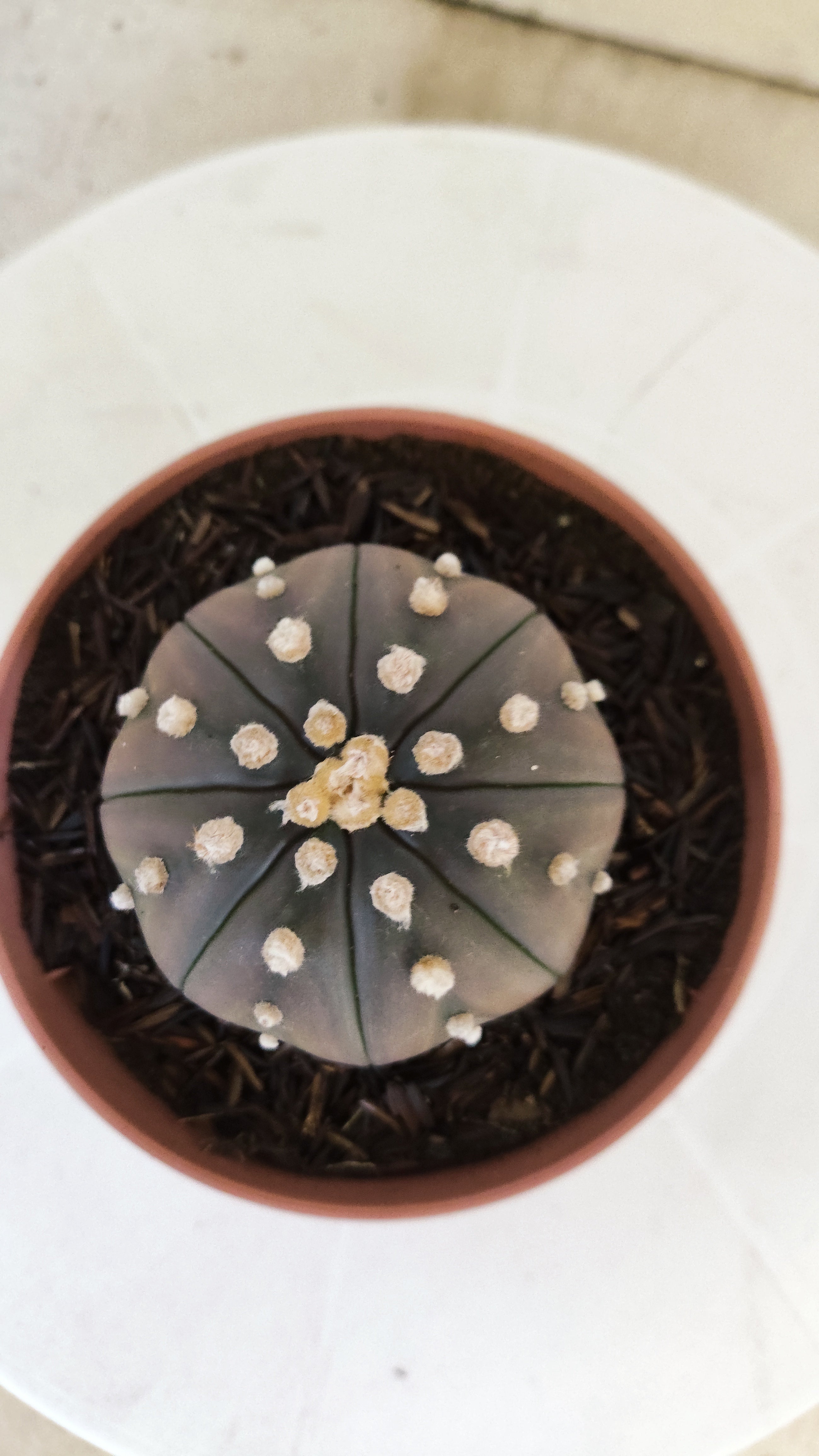 ASTROPHYTUM ASTERIAS "STAR SHAPE - Purple"   Nº 1086 – vaso 11