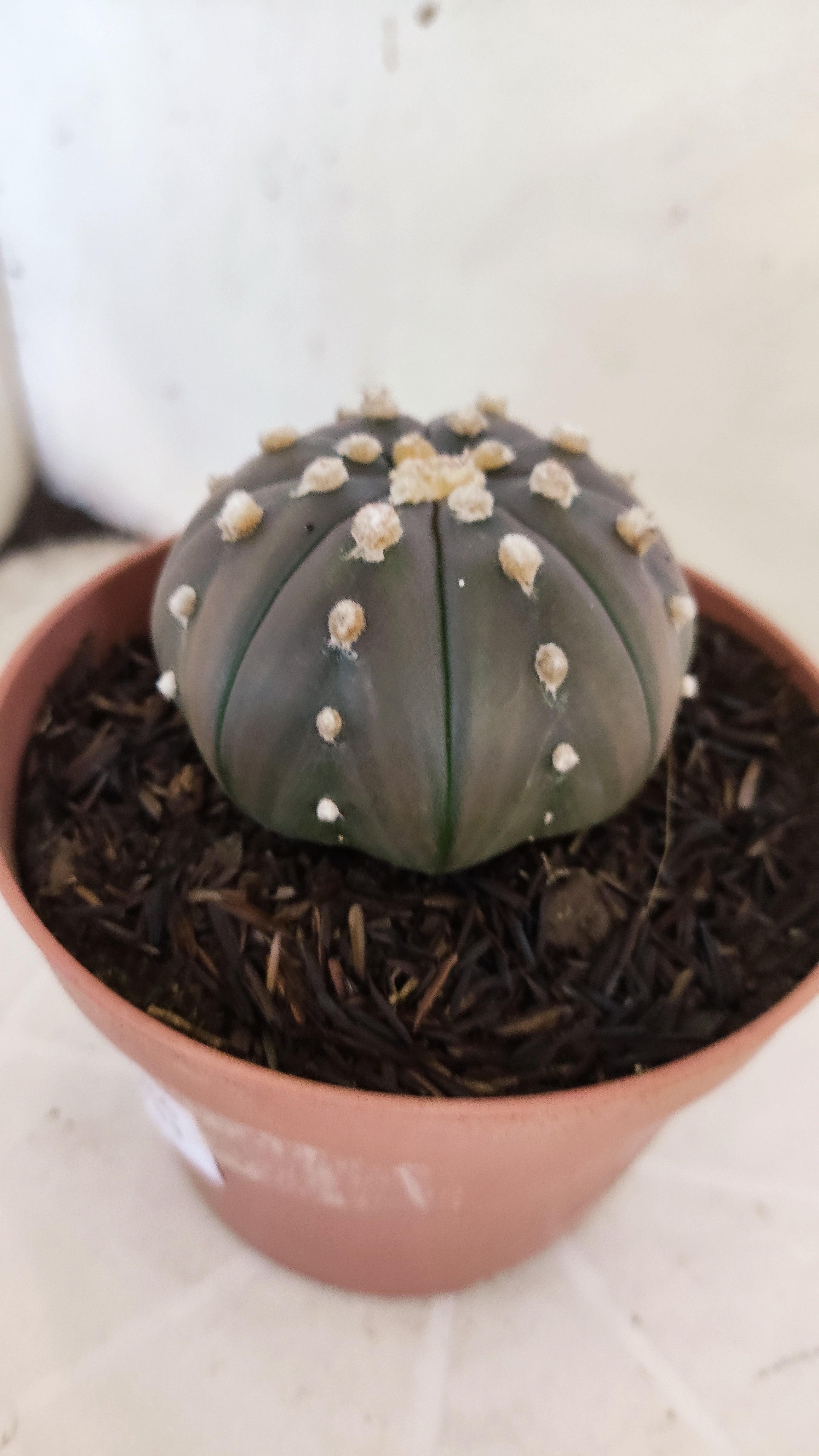 ASTROPHYTUM ASTERIAS "STAR SHAPE - Purple"   Nº 1086 – vaso 11