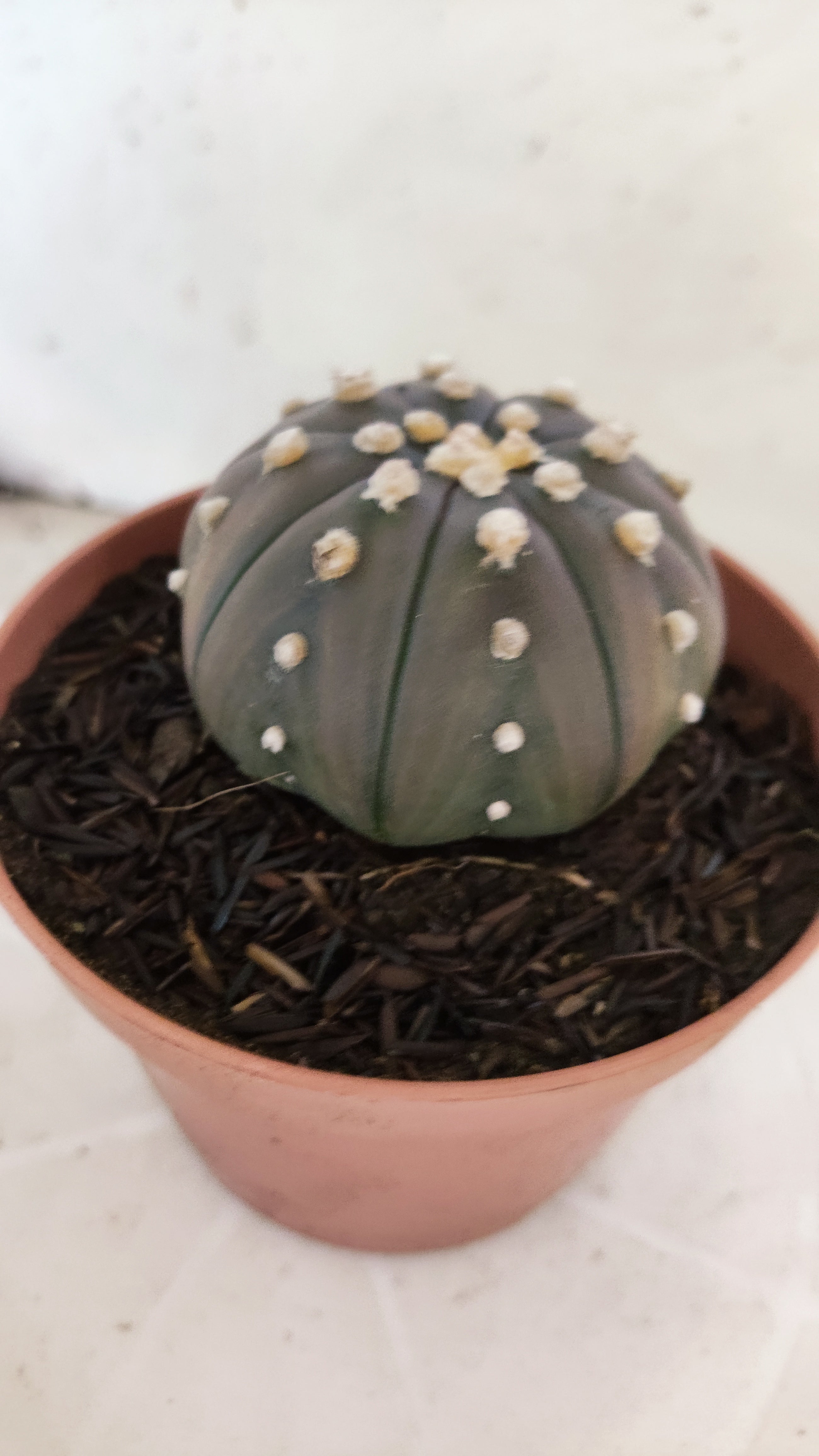 ASTROPHYTUM ASTERIAS "STAR SHAPE - Purple"   Nº 1086 – vaso 11