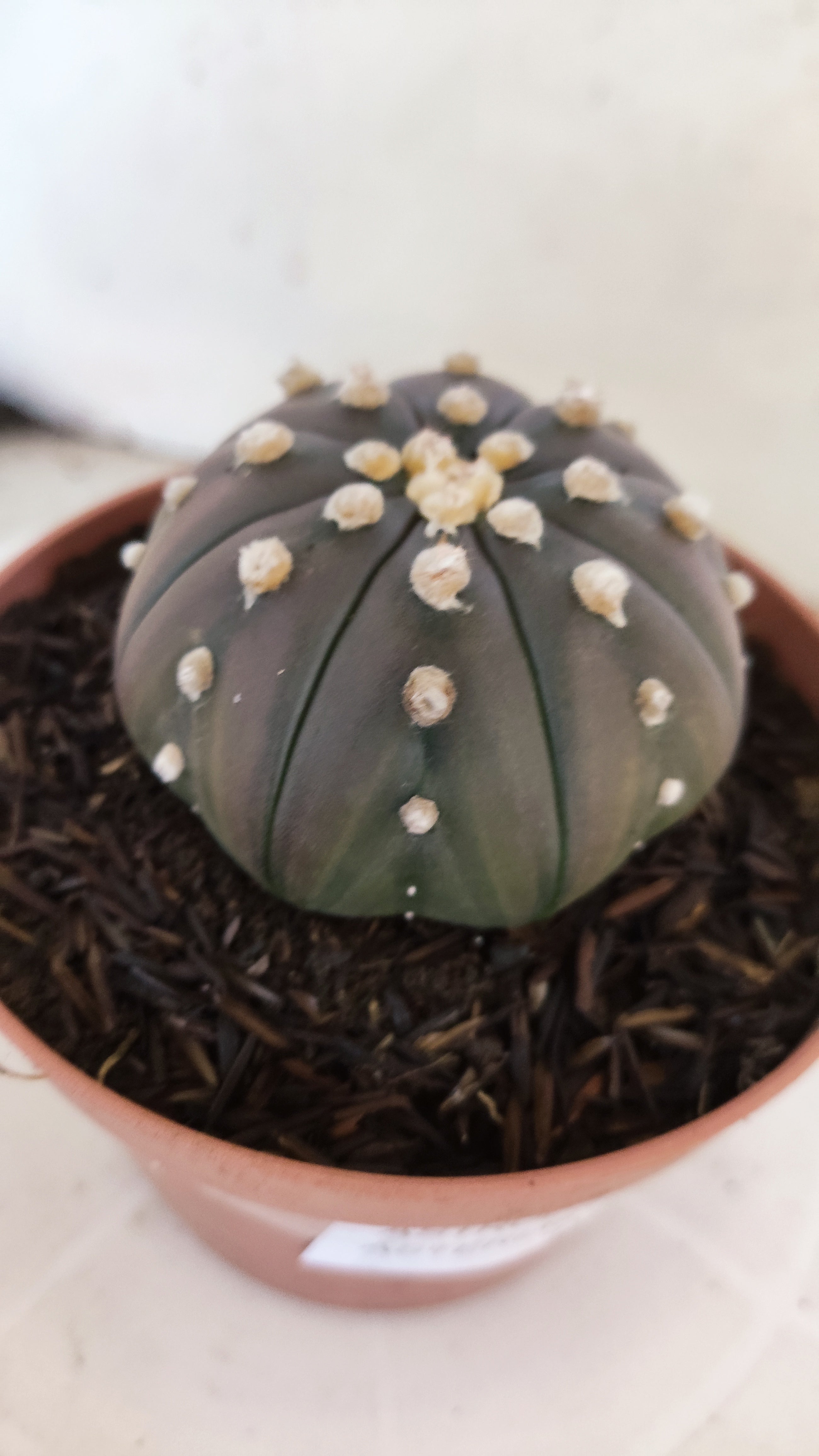 ASTROPHYTUM ASTERIAS "STAR SHAPE - Purple"   Nº 1086 – vaso 11