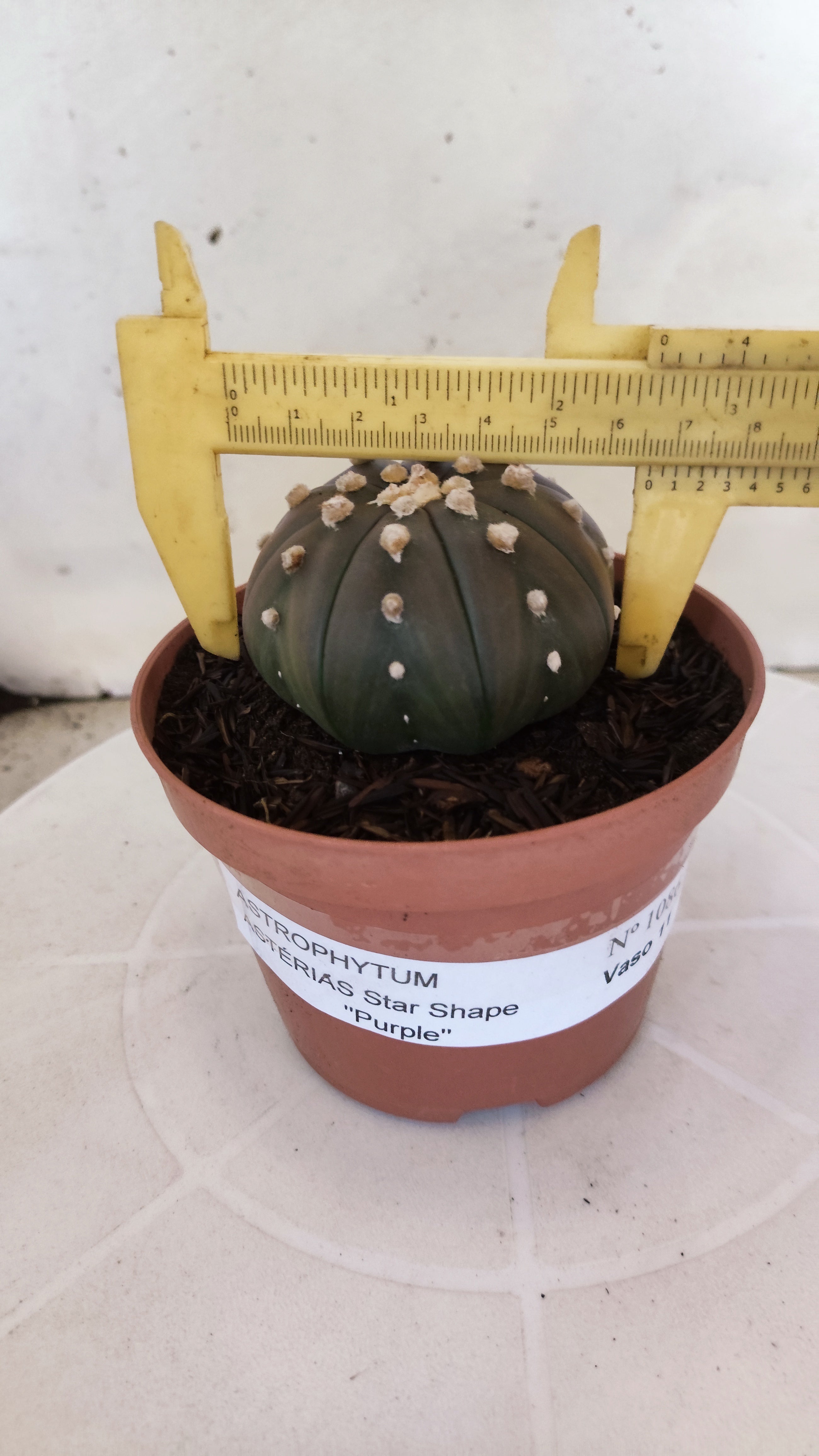 ASTROPHYTUM ASTERIAS "STAR SHAPE - Purple"   Nº 1086 – vaso 11