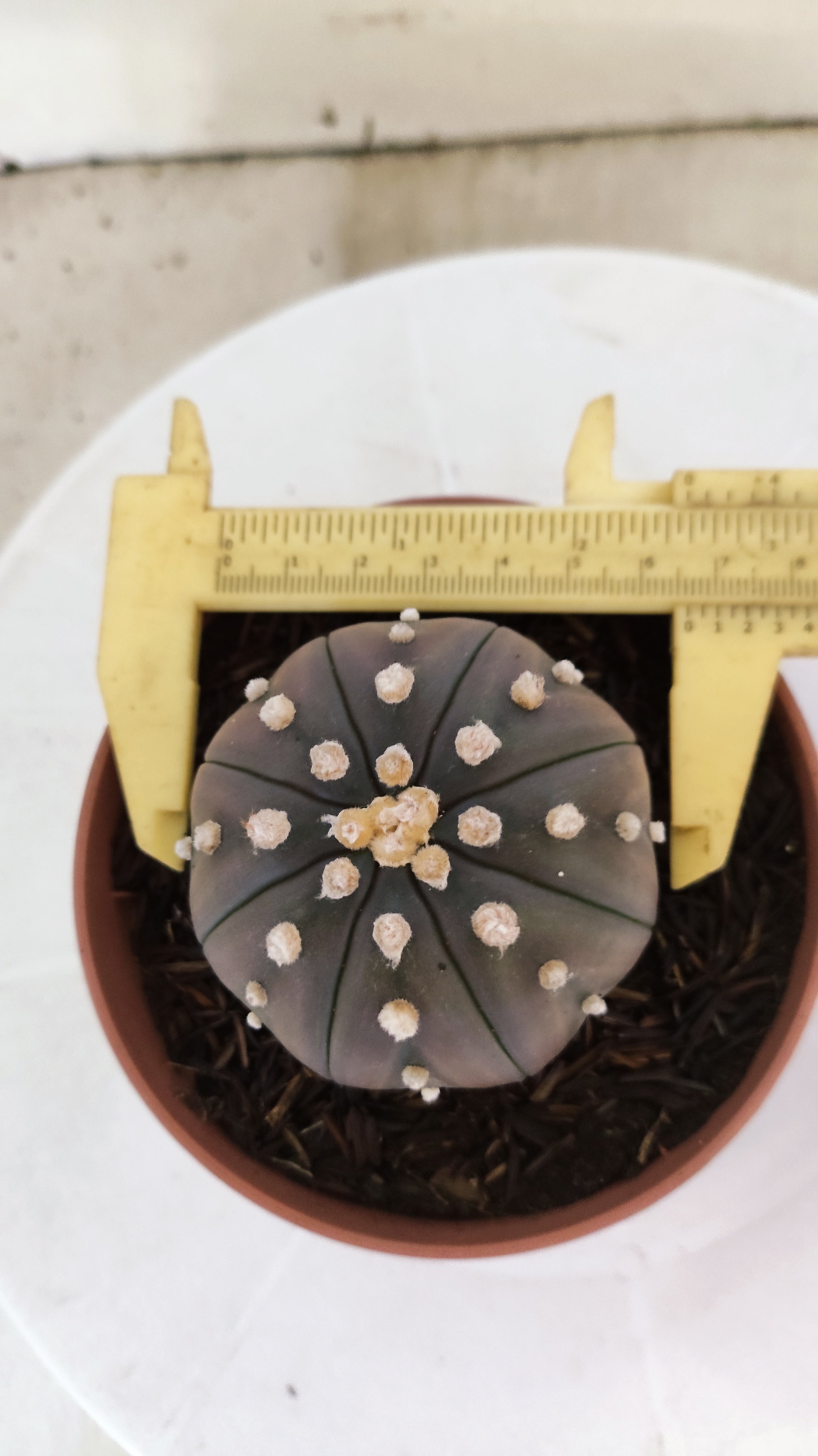 ASTROPHYTUM ASTERIAS "STAR SHAPE - Purple"   Nº 1086 – vaso 11