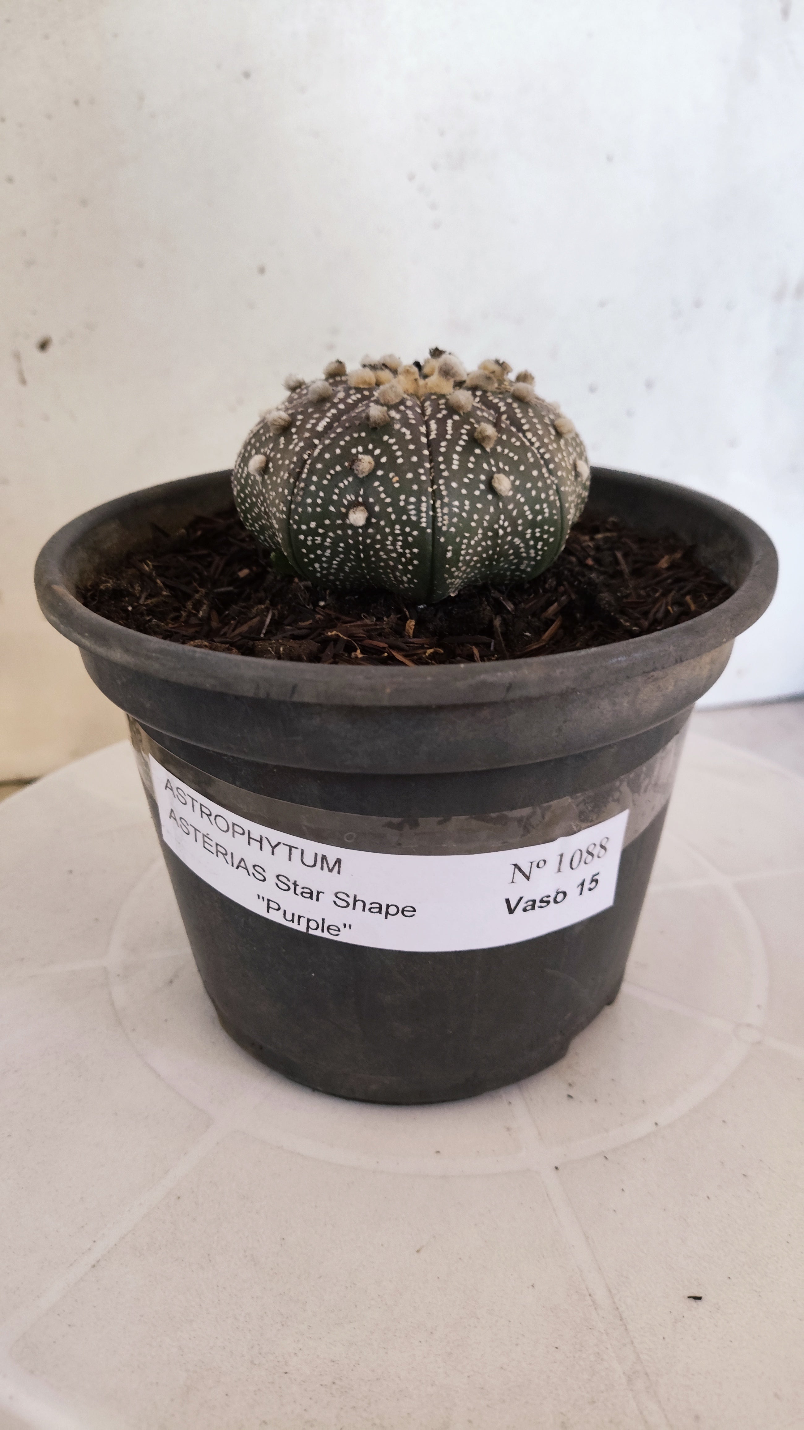 ASTROPHYTUM ASTERIAS "STAR SHAPE - Purple"   Nº 1088 – vaso 15